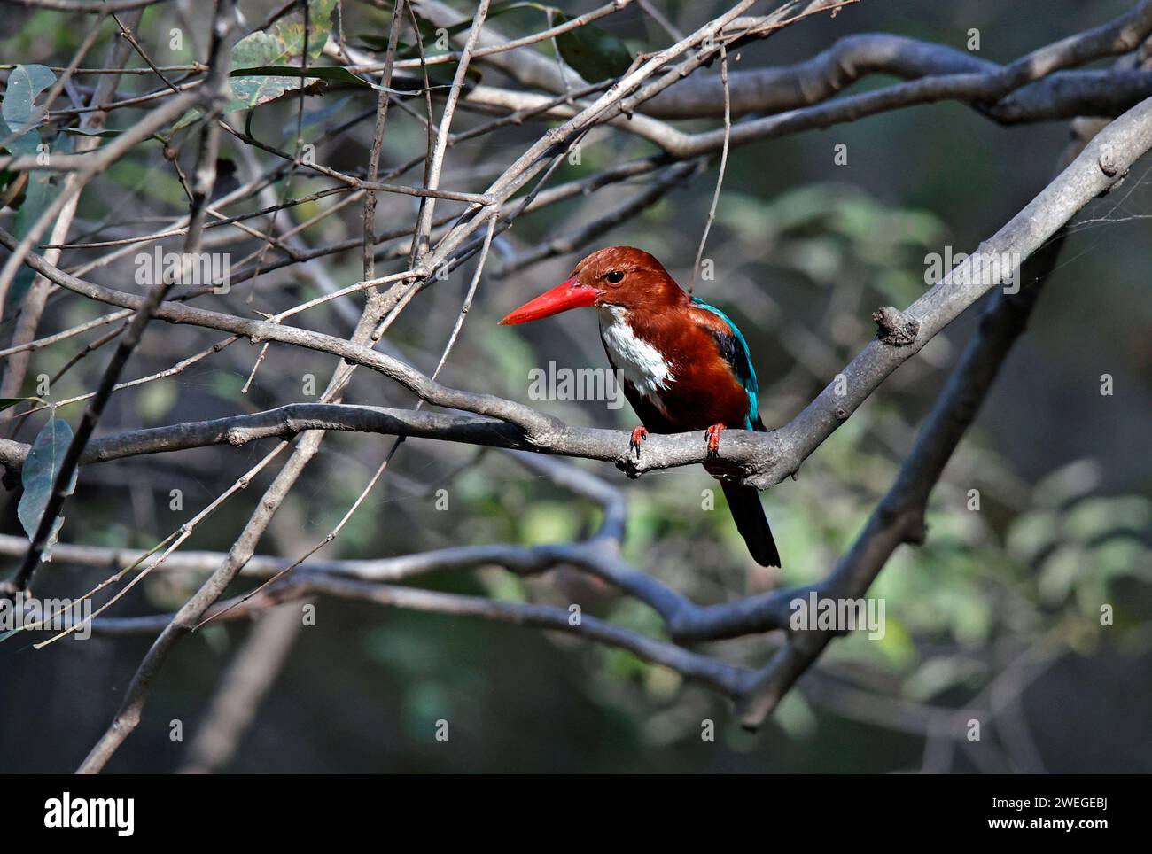 Weißer eisvogel, der in einem Baum sitzt Stockfoto