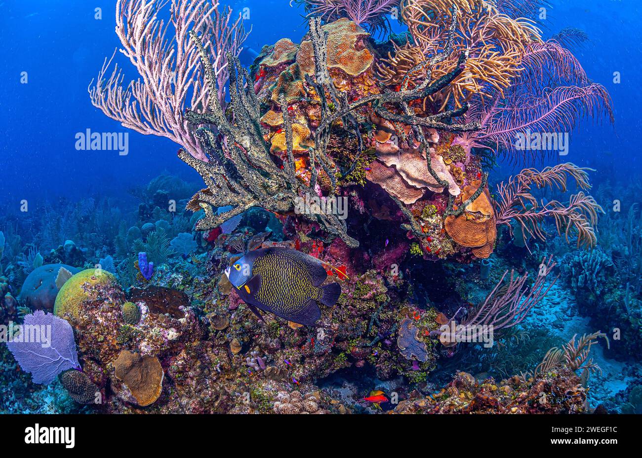 Pomacanthus paru ist eine Art von Meeres-Rochenfischen, ein Meeresengel, der zur Familie Pomacanthidae gehört Stockfoto