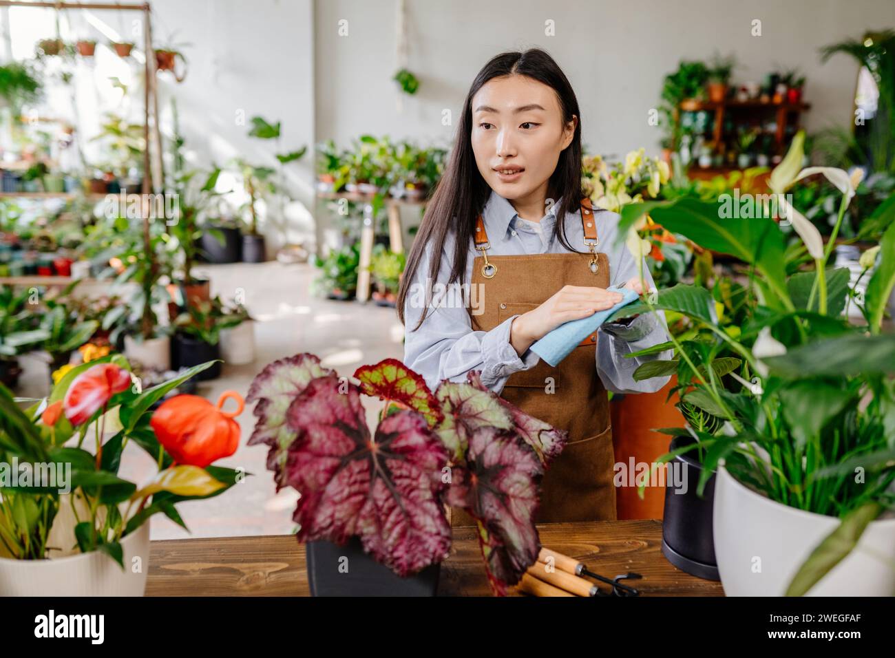 Start-up-Konzept für kleine Unternehmen. Charmante junge koreanische Besitzerin, die Schürze hinter der Theke trägt und die Blätter der Pflanzen mit einem Lappen darin bestäubt Stockfoto