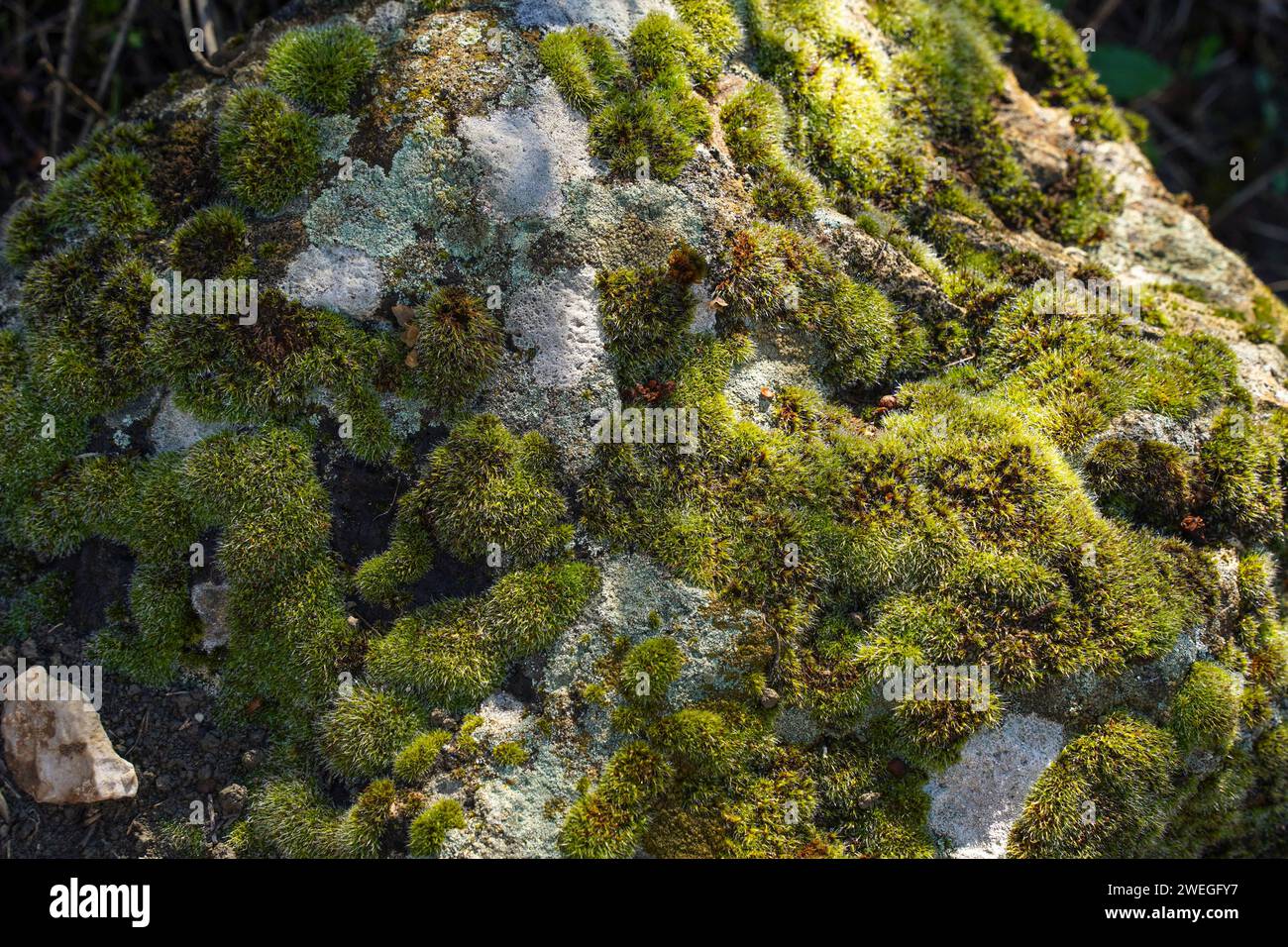 Felsen bedeckt mit Moosbergen. Spanien. Stockfoto
