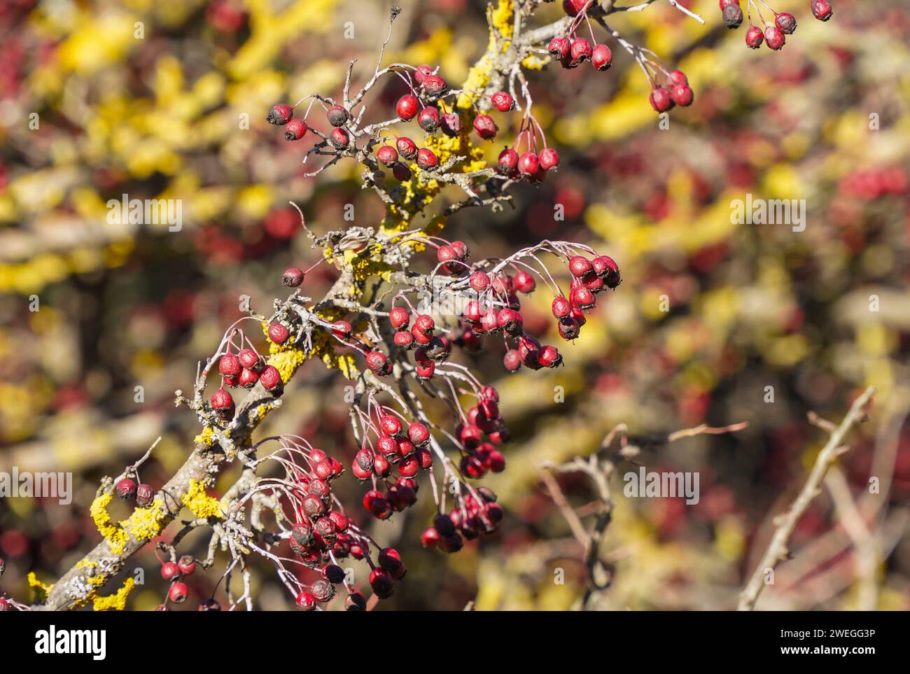 Rote Weißdornbeeren, im Winter Sonnenlicht, Spanien. Stockfoto