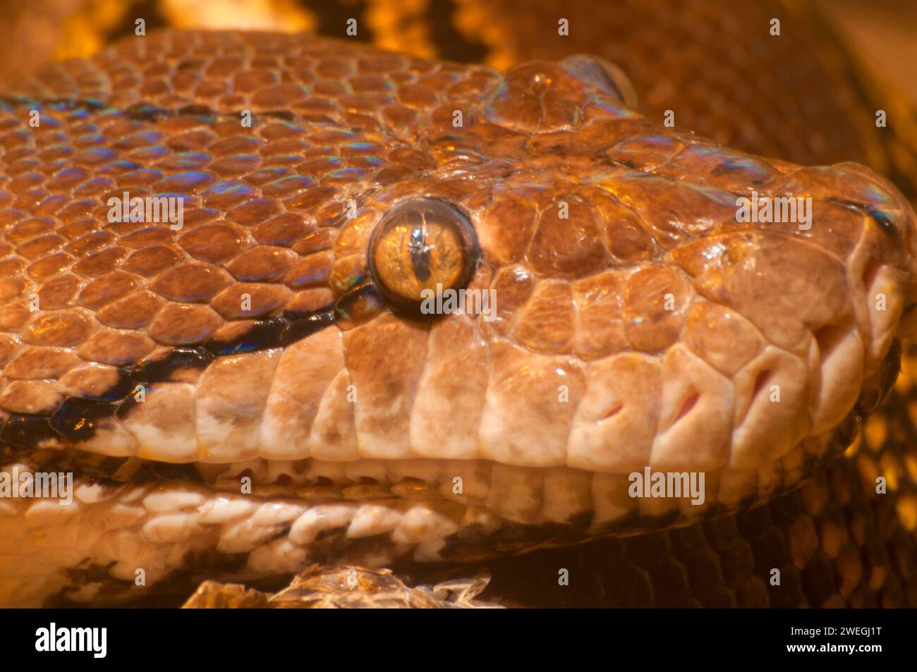 Netzpython (Python reticulatus), Woodland Park Zoo, Seattle, Washington Stockfoto