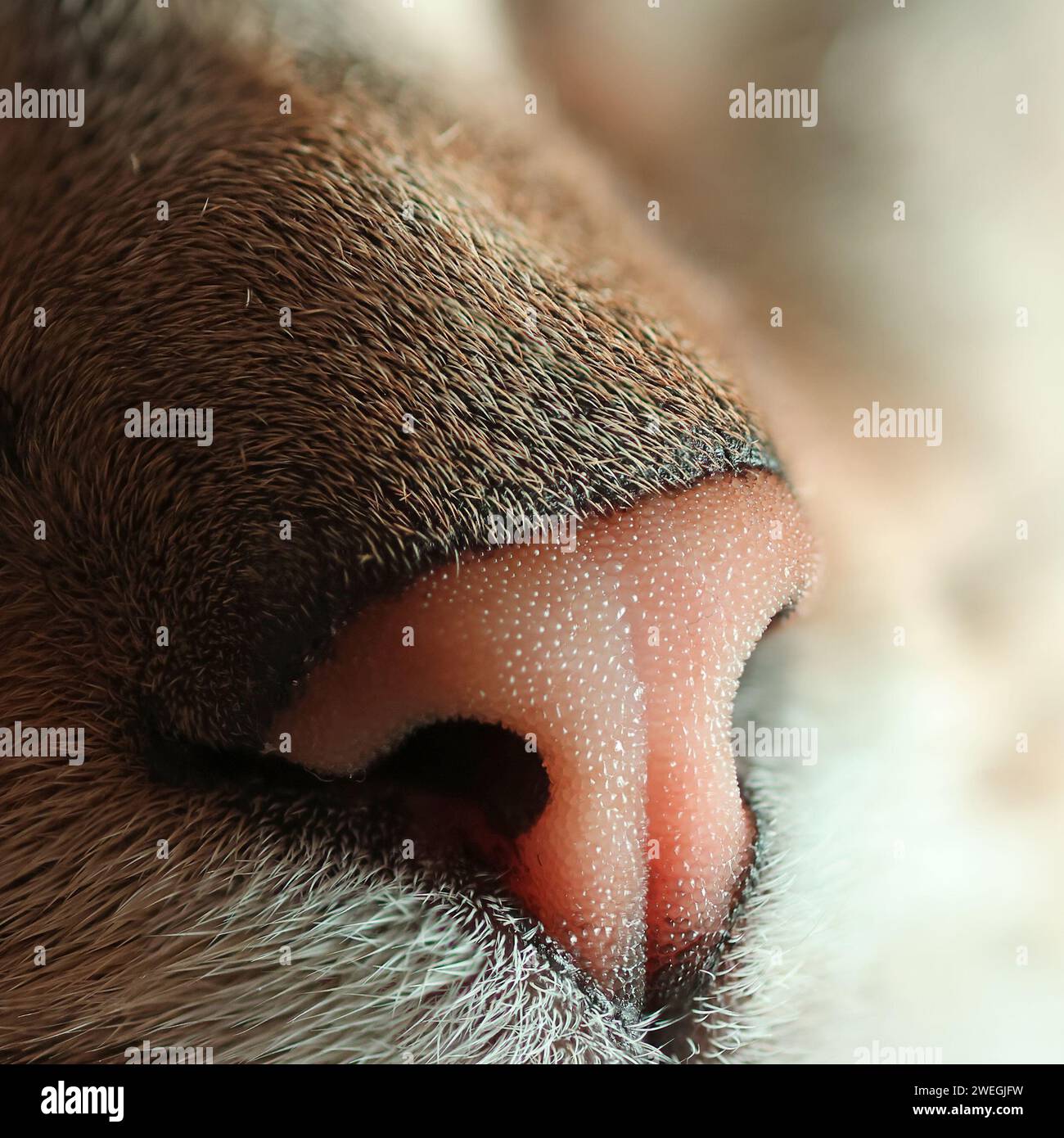 Makroaufnahme einer Katzennase mit vielen Details, super Nahaufnahme Stockfoto