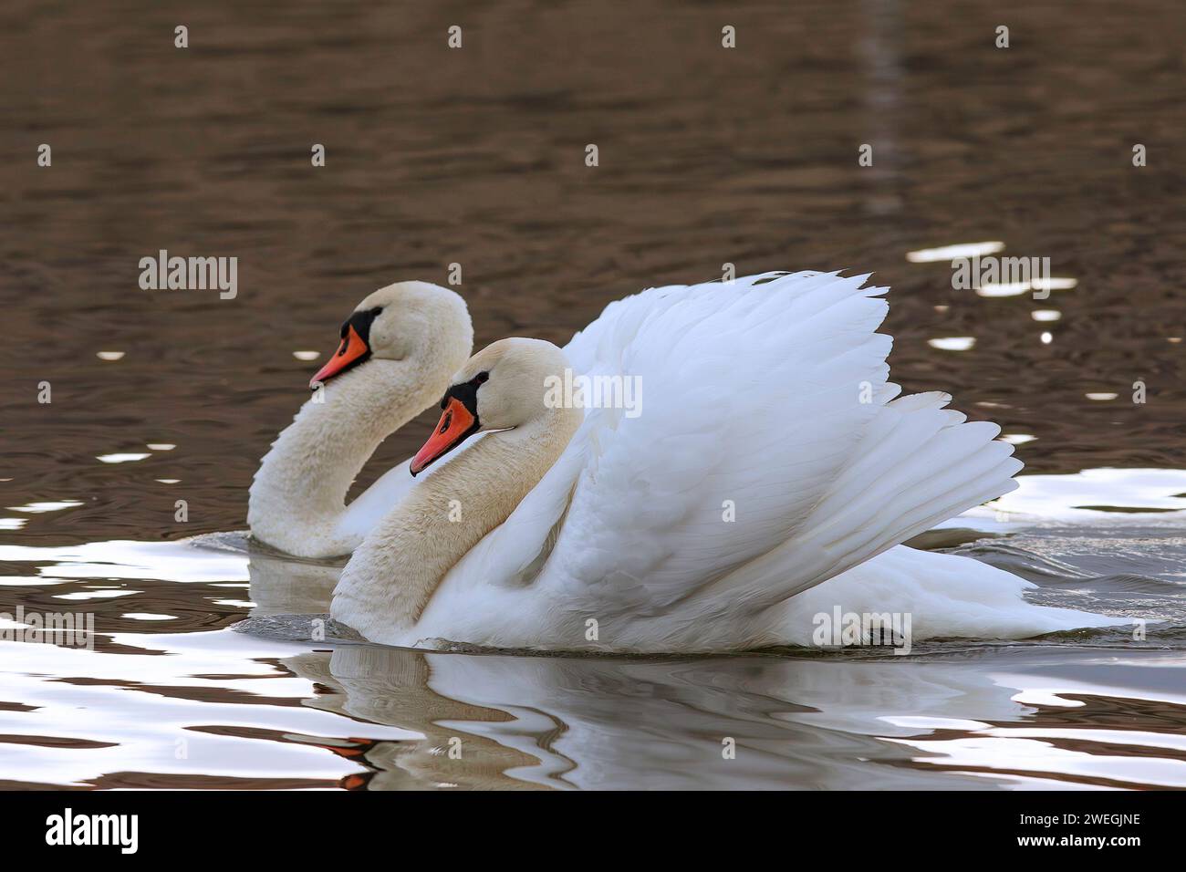 Stumme Schwäne Paare schwimmen auf Teich (Cygnus olor) Stockfoto