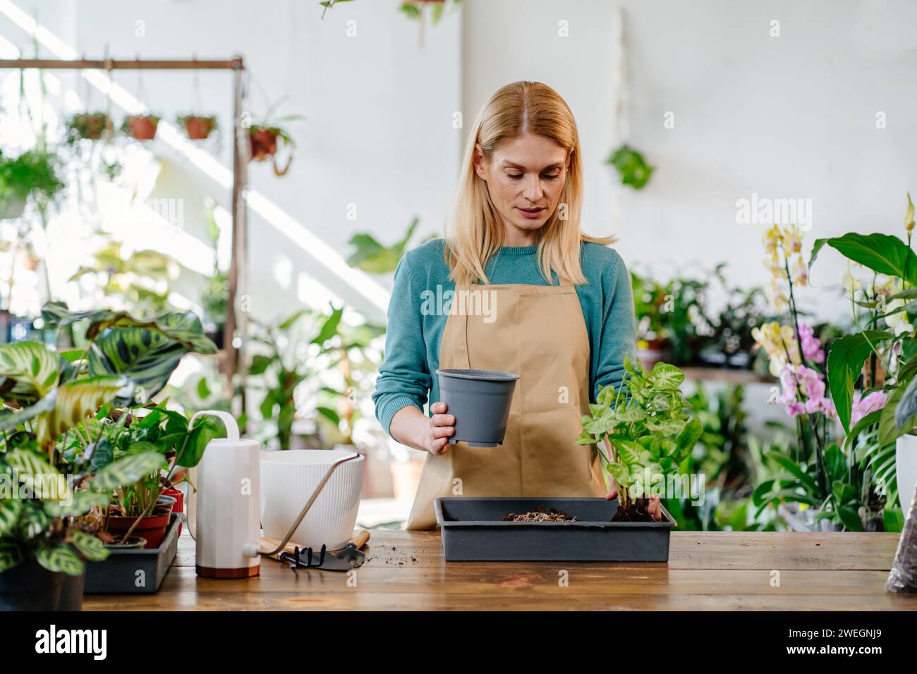 Blonde Frau mittleren Alters, die in ihrem Plant Store arbeitet, umgeben von einer Vielzahl von Farbtönen, die sich aufmerksam um verschiedene Pflanzen kümmert und ein lebendiges, schönes Leben schafft Stockfoto