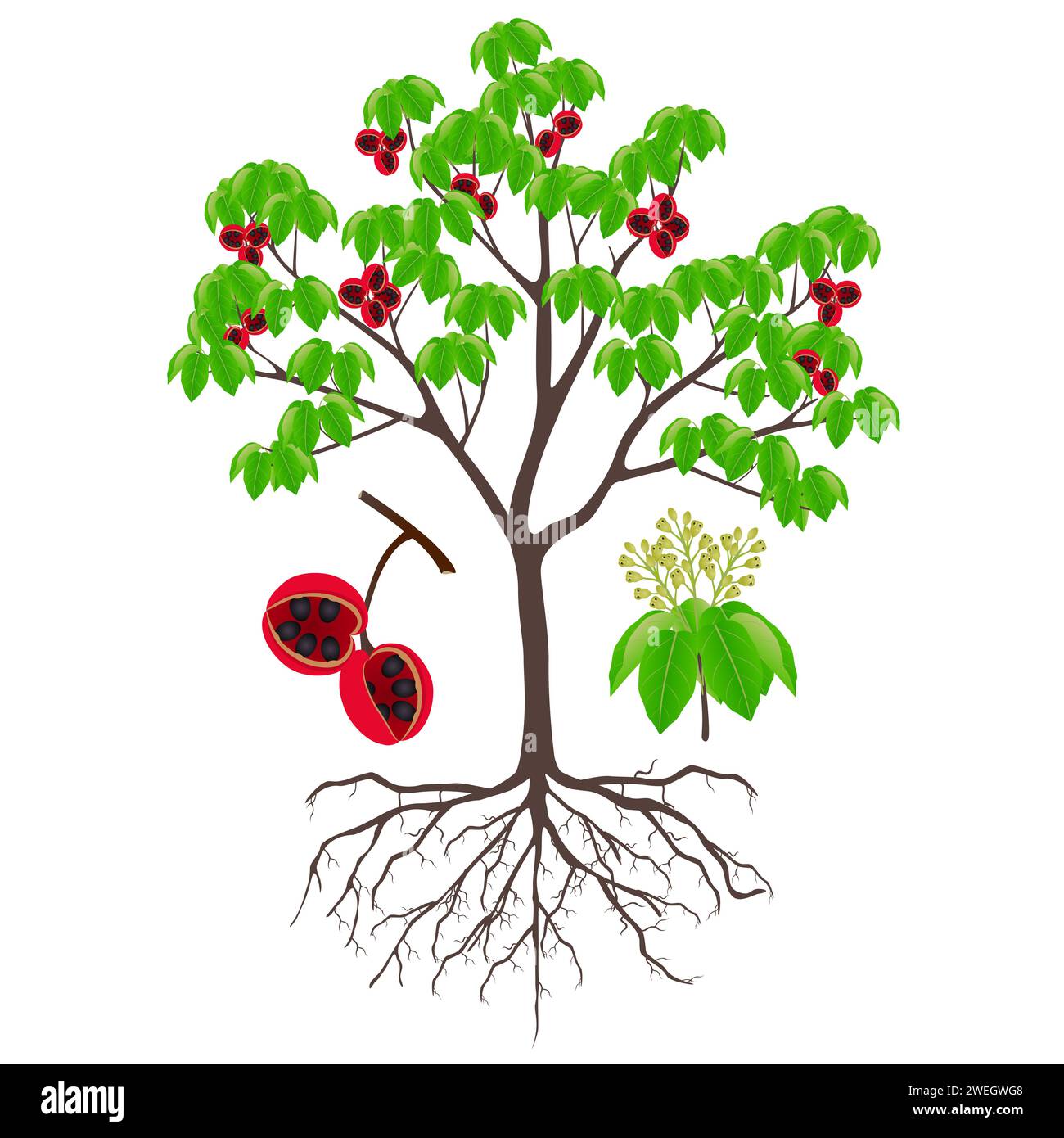 Sterculia quadrifida-Baum mit Früchten und Blütenständen auf weißem Hintergrund. Stock Vektor