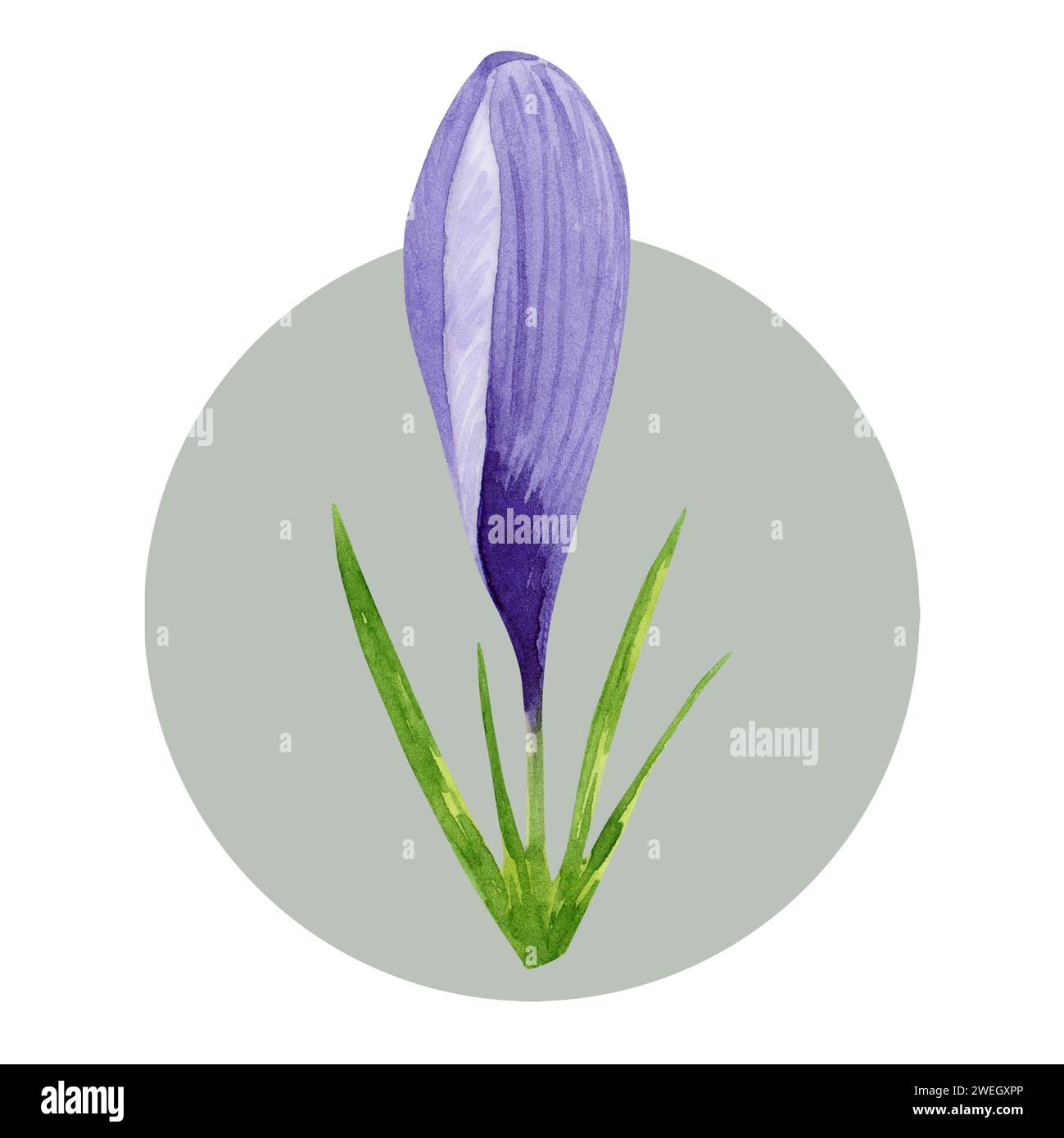 Frühlingsblume lila Krokus. Handgemalte Aquarellblume Illustration isoliert auf weißem Hintergrund. Designelement für Etikett, Paket, Postkarte, Zoll Stockfoto