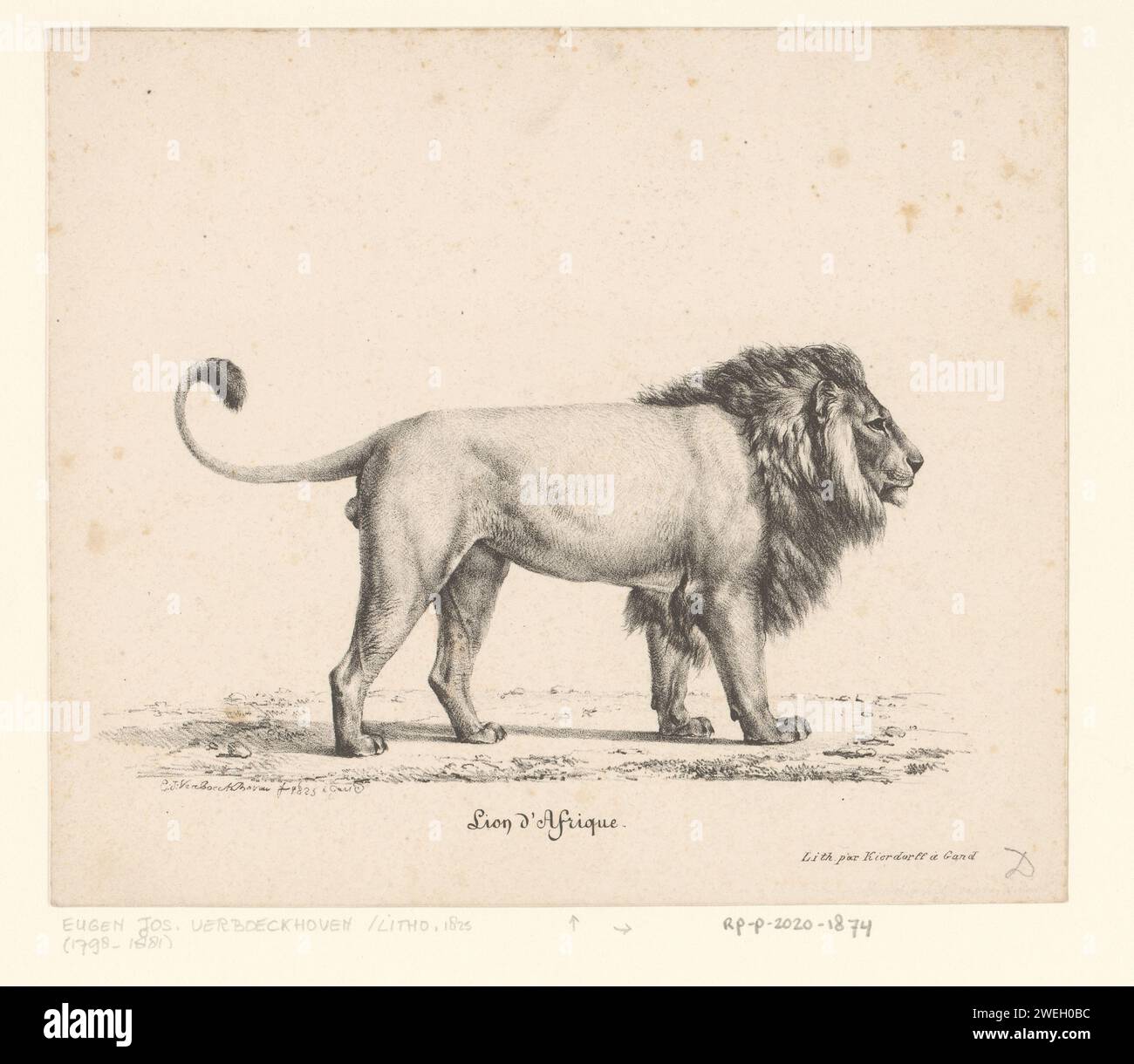 Afrikanischer Löwe, Eugène Verboeckhoven, 1825 Druckpapier Raubtiere, Raubtiere: Löwe Stockfoto
