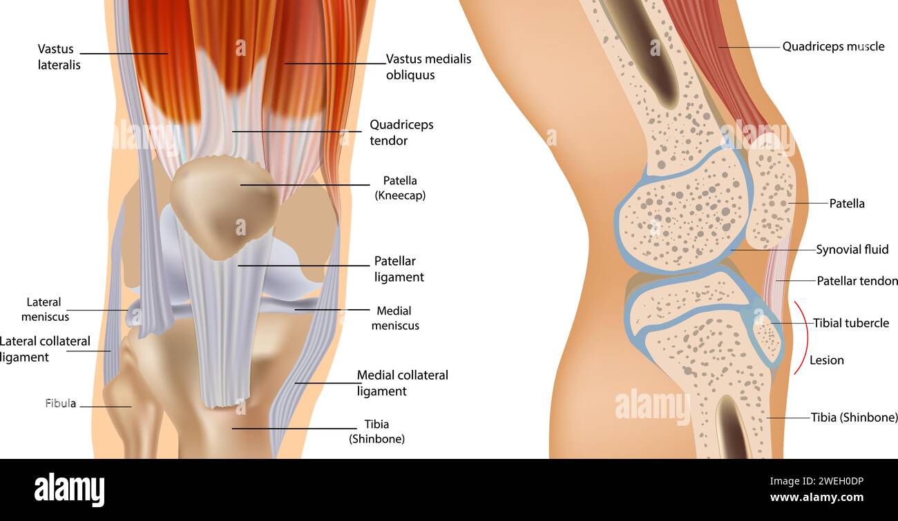Knieanatomie einschliesslich Bänder, Knorpel und Meniskus. Detaillierte Anatomie des Kniegelenkquerschnitts. Stock Vektor