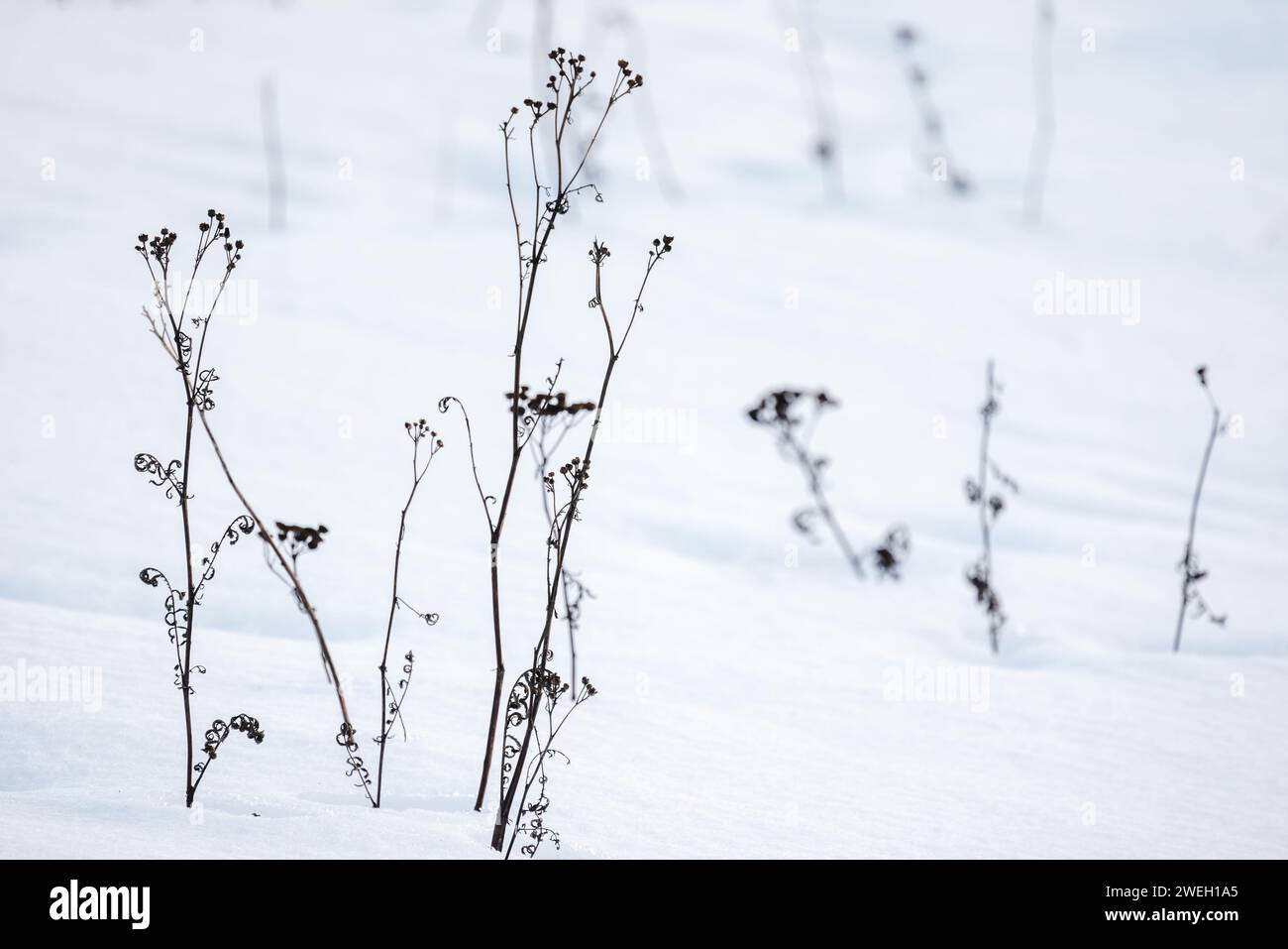 Trocken gefrorene Wildblumen stehen im weißen Schnee, Nahaufnahme mit selektivem Weichfokus, natürlicher abstrakter Winterhintergrund Stockfoto