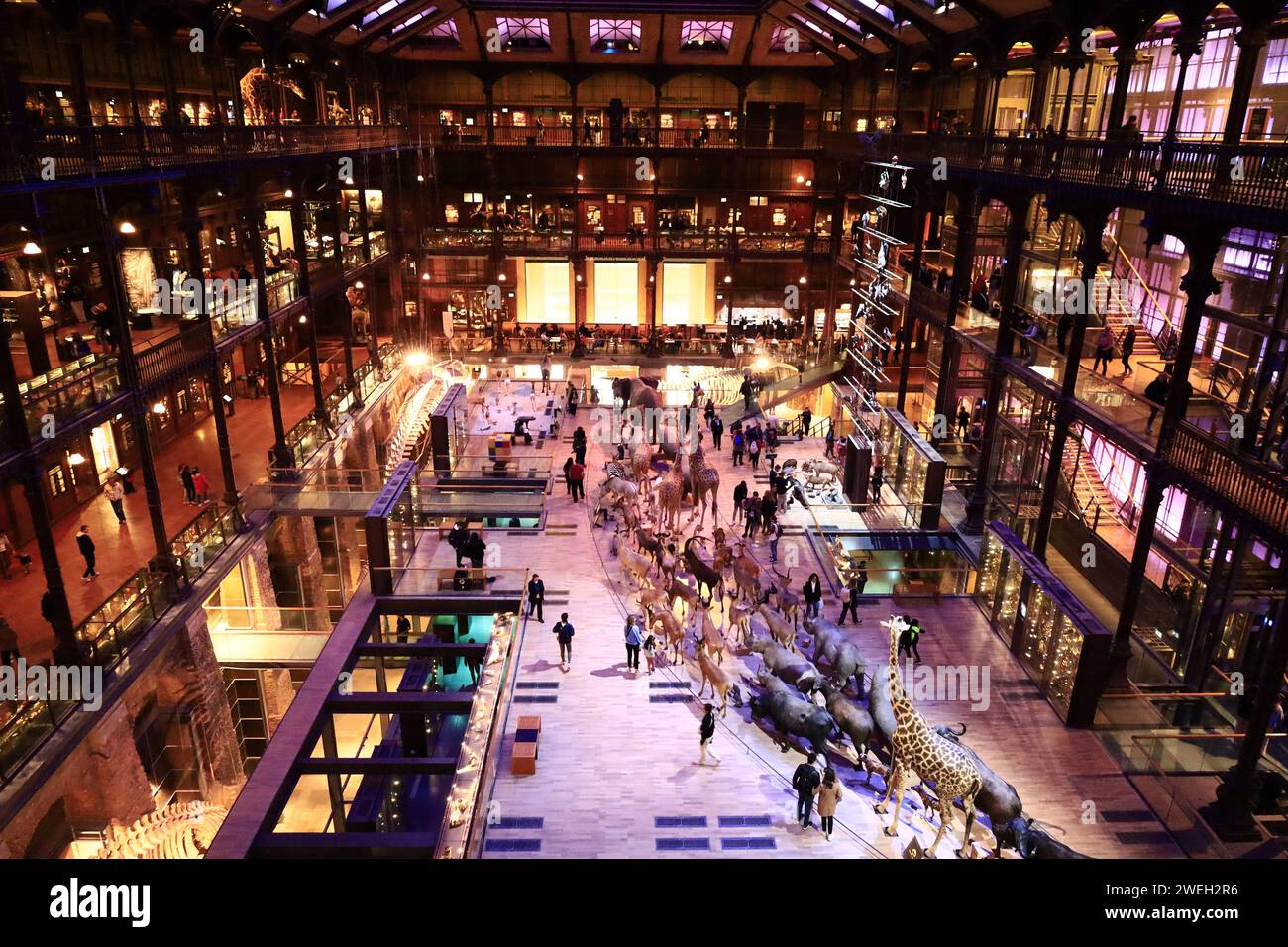 Die Galerie für Paläontologie und vergleichende Anatomie ist Teil des französischen Nationalmuseums für Naturgeschichte, das sich im Jardin des plantes befindet Stockfoto