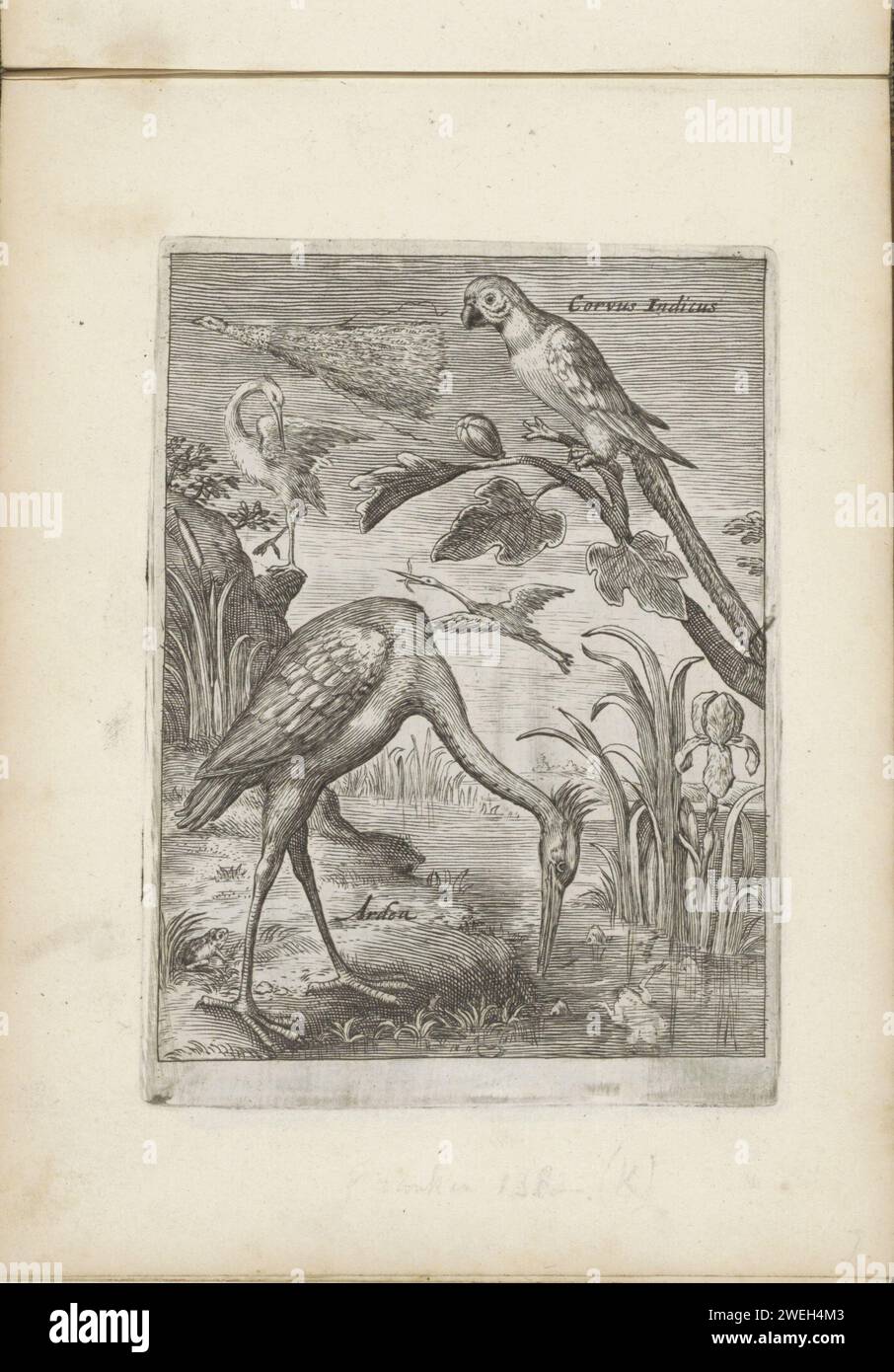 ARA, Reiher und andere Vögel in der Landschaft, 1635 - 1660 drucken Einen Reiher entlang der Uferpromenade und einen Ara auf einem Ast. Andere Vögel in der Luft. Dieser Ausdruck ist Teil eines Albums. Papiergravur von Ufervögeln und Watvögeln: reiher. Ziervögel: Papagei Stockfoto