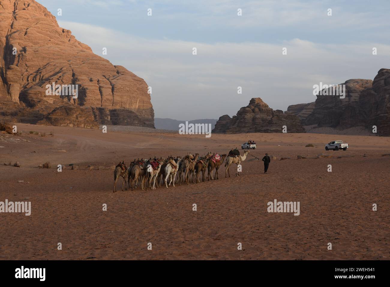 Ein einheimischer Beduinmann, der seine Kamele in der Wüste Wadi Rum in Jordanien wandelt Stockfoto