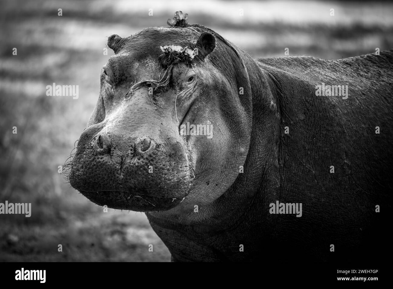 Schwarz-weiß-Porträt eines Nilpferdes in Kenia Stockfoto