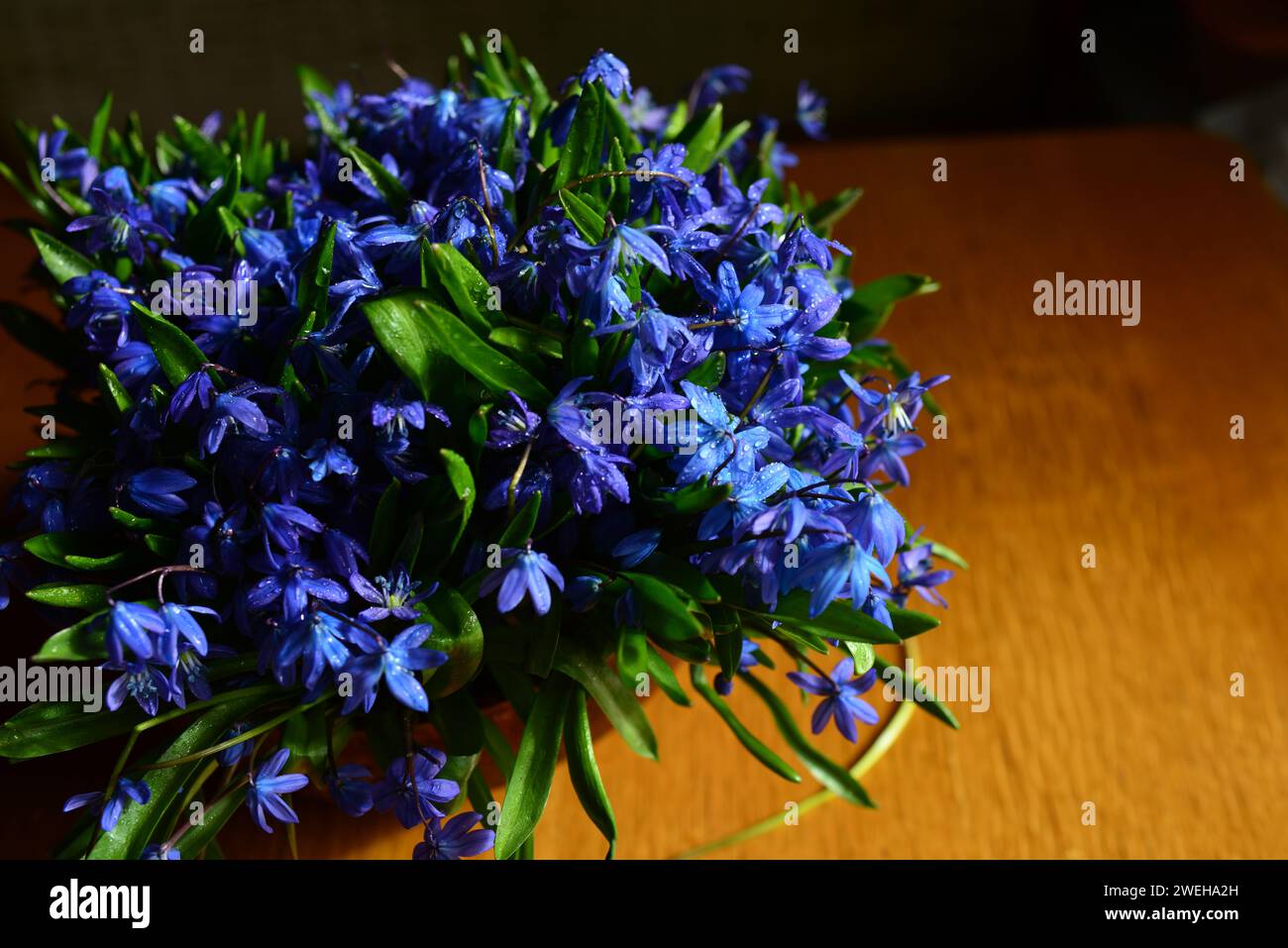 Strauß aus Schneeglöckchen in einer Keramikvase auf einem Holztisch im Morgenlicht der Sonne. Stockfoto