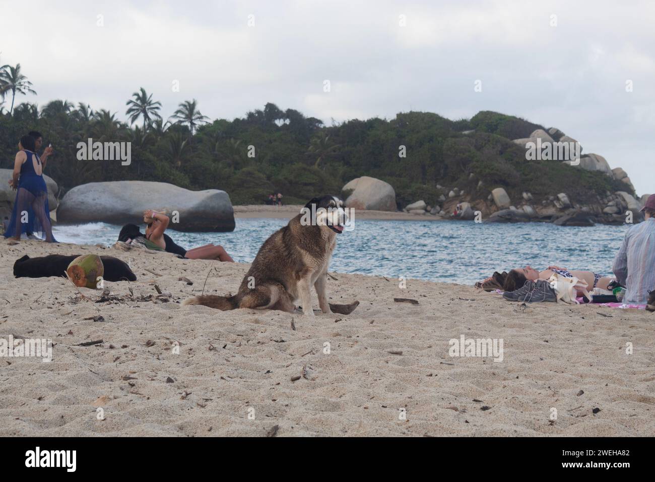 Ein brauner Halbrassen-Hund, der an einem Strand in den kolumbianischen tayrona Nationalpark arrecife mit Touristen im Hintergrund sitzt Stockfoto