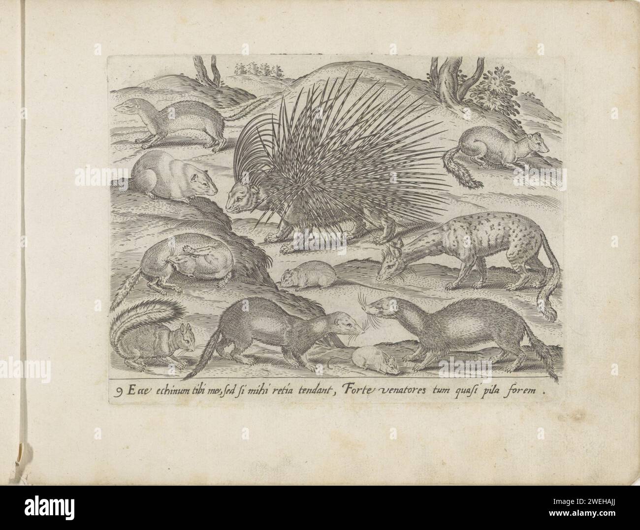 Kiefernschwein, Dachse, marder und andere Tiere, Anonym, nach Nicolaes de Bruyn, 1581 - 1600 drucken Central A Stachelschwein. Im Vordergrund zwei marder, eine Maus und ein Eichhörnchen. Auf dem zweiten Plan sind Füchse und andere Waldtiere. Am unteren Rand des Randes ein erläuternder Text in lateinischer Sprache. Drucken ist Teil eines Albums. Papiergravur anderer Säugetiere: stachelschwein. Nagetiere: Eichhörnchen Stockfoto