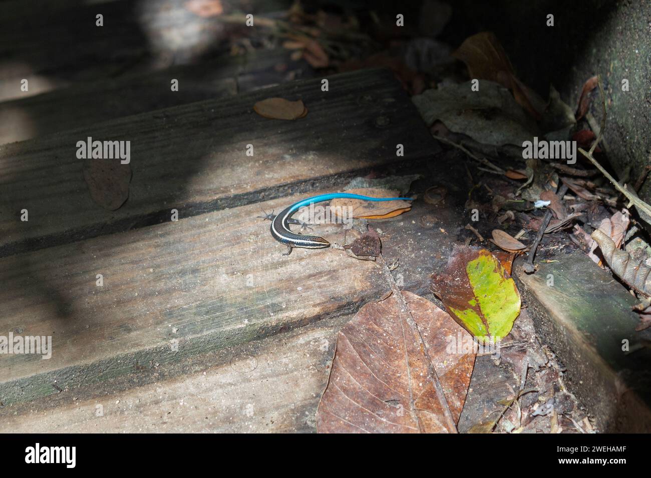 Ganz in der Nähe eines Magdalena River Tegu oder Tretioscincus bifasciatus Eidechse über einen Holzweg an sonnigen Tagen im tayrona Nationalpark Stockfoto