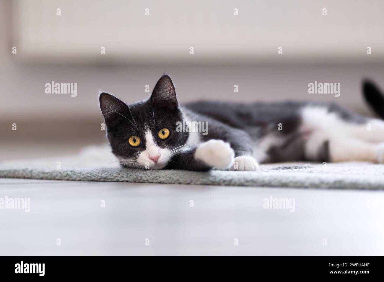 Eine Hauskatze im Innenraum posiert Stockfoto