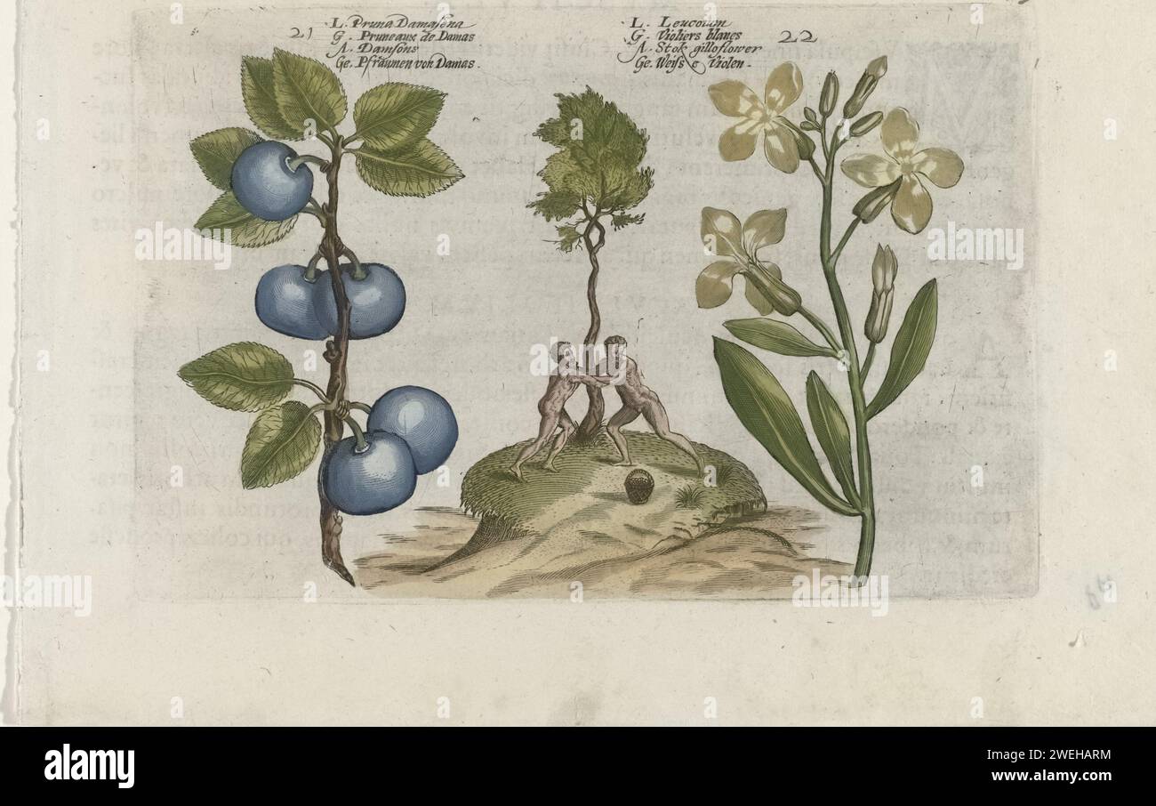 Pflaume und Muurbloem, Crispijn van de Passe (I) (zugeschrieben), nach Crispijn van de Passe (I), 1600–1604 Druck Pflaume und Wandblume (Erysimum Cheiri), nummeriert 21 und 22. In der Mitte kämpfen zwei Männer an einem Baum. Papiergravurblumen: Mauerblume. Botanik. Früchte: Pflaume Stockfoto
