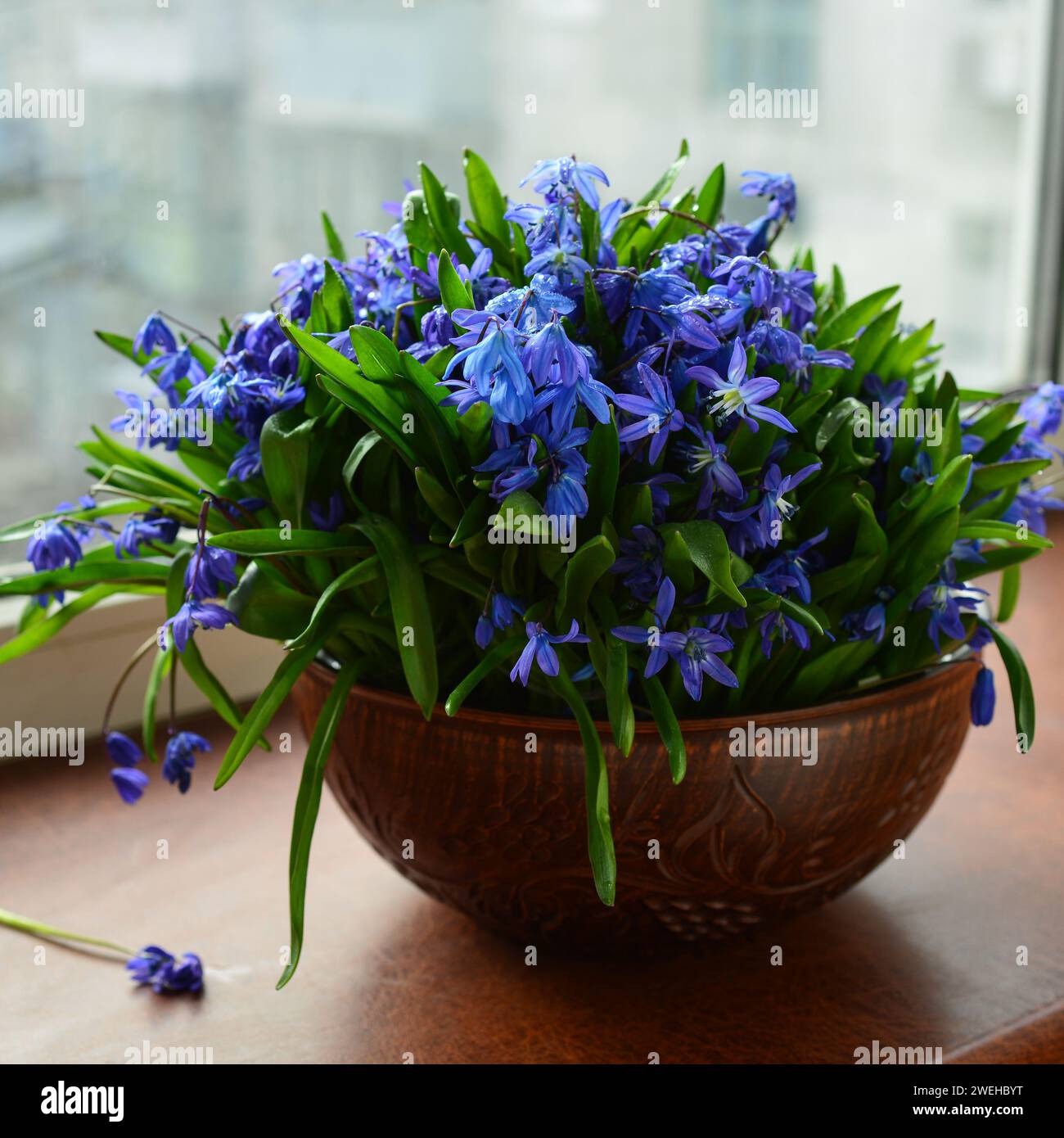 Ein Strauß Schneetropfen in einer Keramikvase am Fenster. Stockfoto
