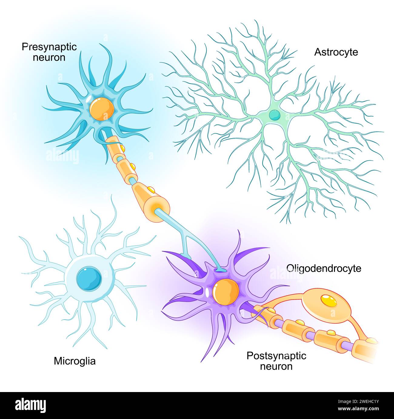 Die Lage von Neuronen und Gliazellen im Zentralnervensystem und im peripheren Nervensystem. Mikroglia, Oligodendrozyten und Astrozyten aus White und Gr Stock Vektor