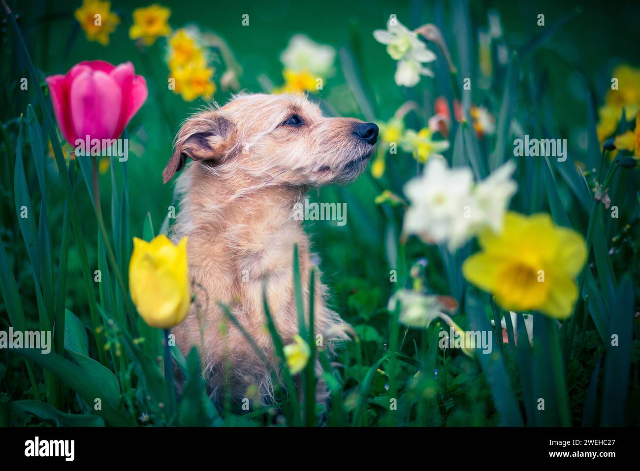Der Duft von Blumen für einen Hund Stockfoto