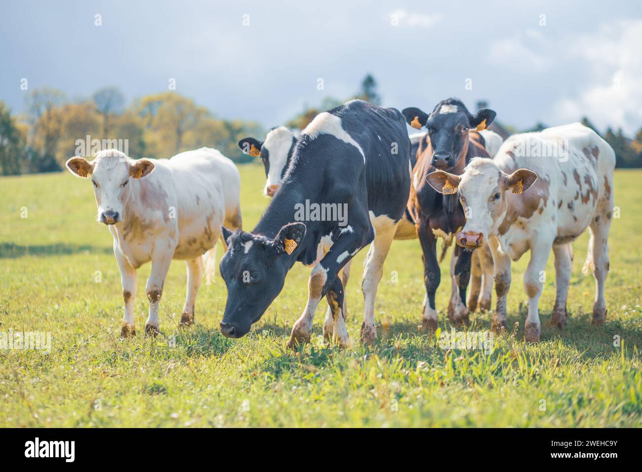 Eine Gruppe von Kühen, die sich auf einem Feld in Mayenne, Frankreich, versammeln Stockfoto