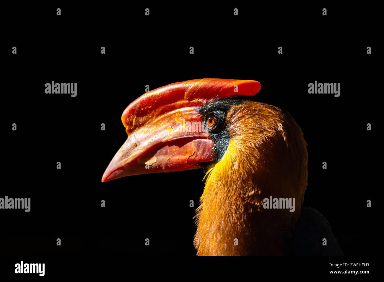 Der majestätische Nördliche Nördliche Nördlichen Nördlichen Nördlichen Nördlichen Nördlichen Nördlichen Nördlichen Nördlichen Nördlichen Stockfoto