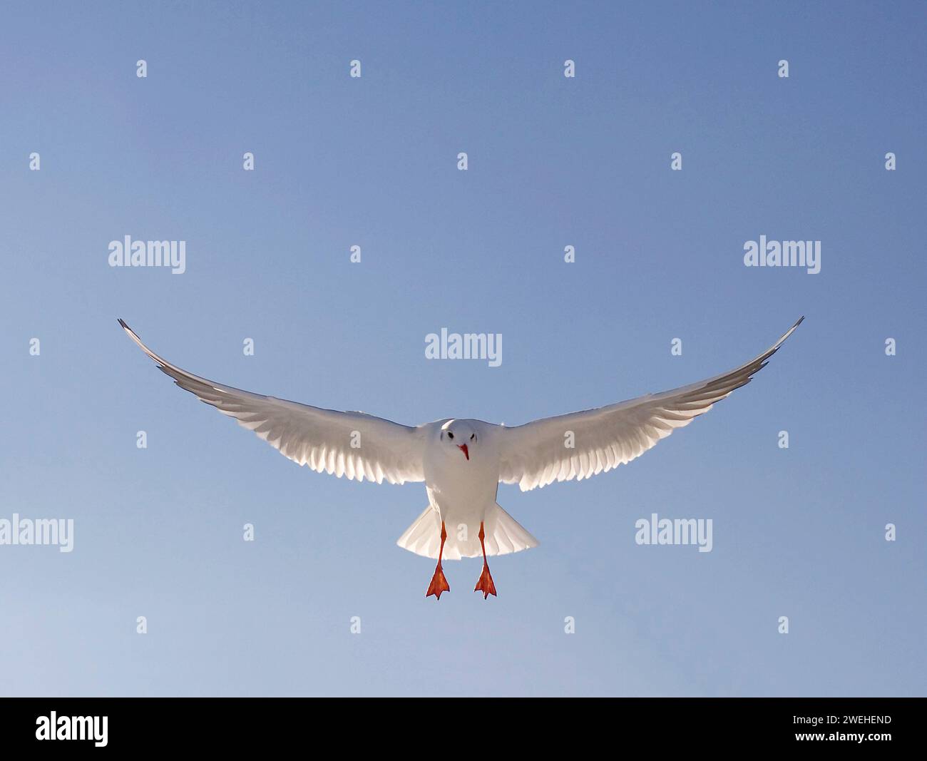 Eine junge Schwarzkopfmöwe (Larus ridibundus) landet Stockfoto