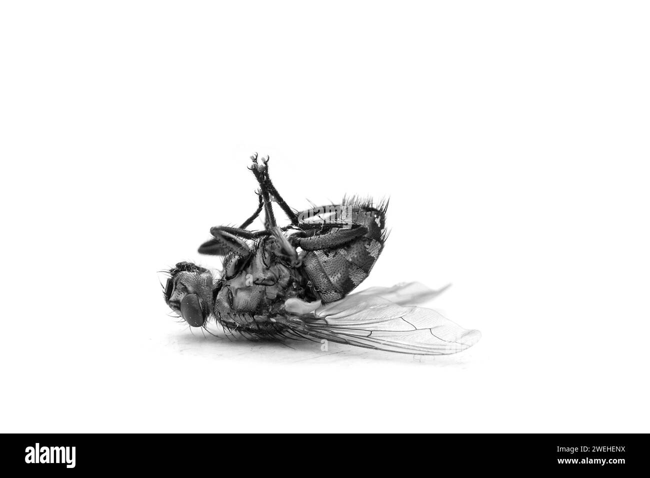 Tote Blowfly (Calliphora vicina) liegend auf dem Rücken, Nahaufnahme, vor weißem Hintergrund, München, Bayern, Deutschland, Europa Stockfoto