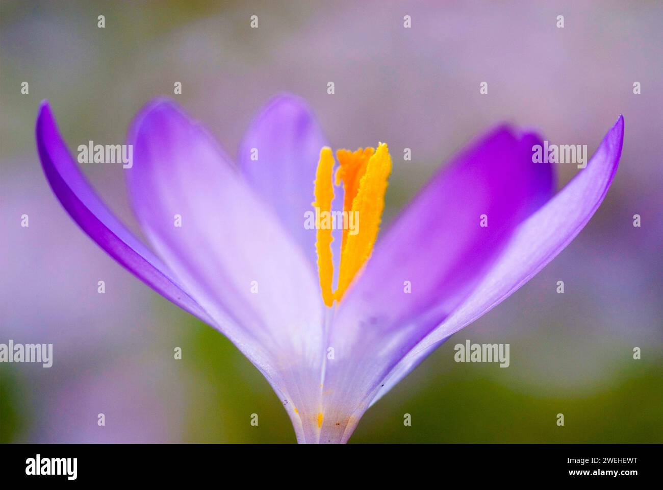 Spring Crocus (Crocus vernus) Nahaufnahme Stockfoto