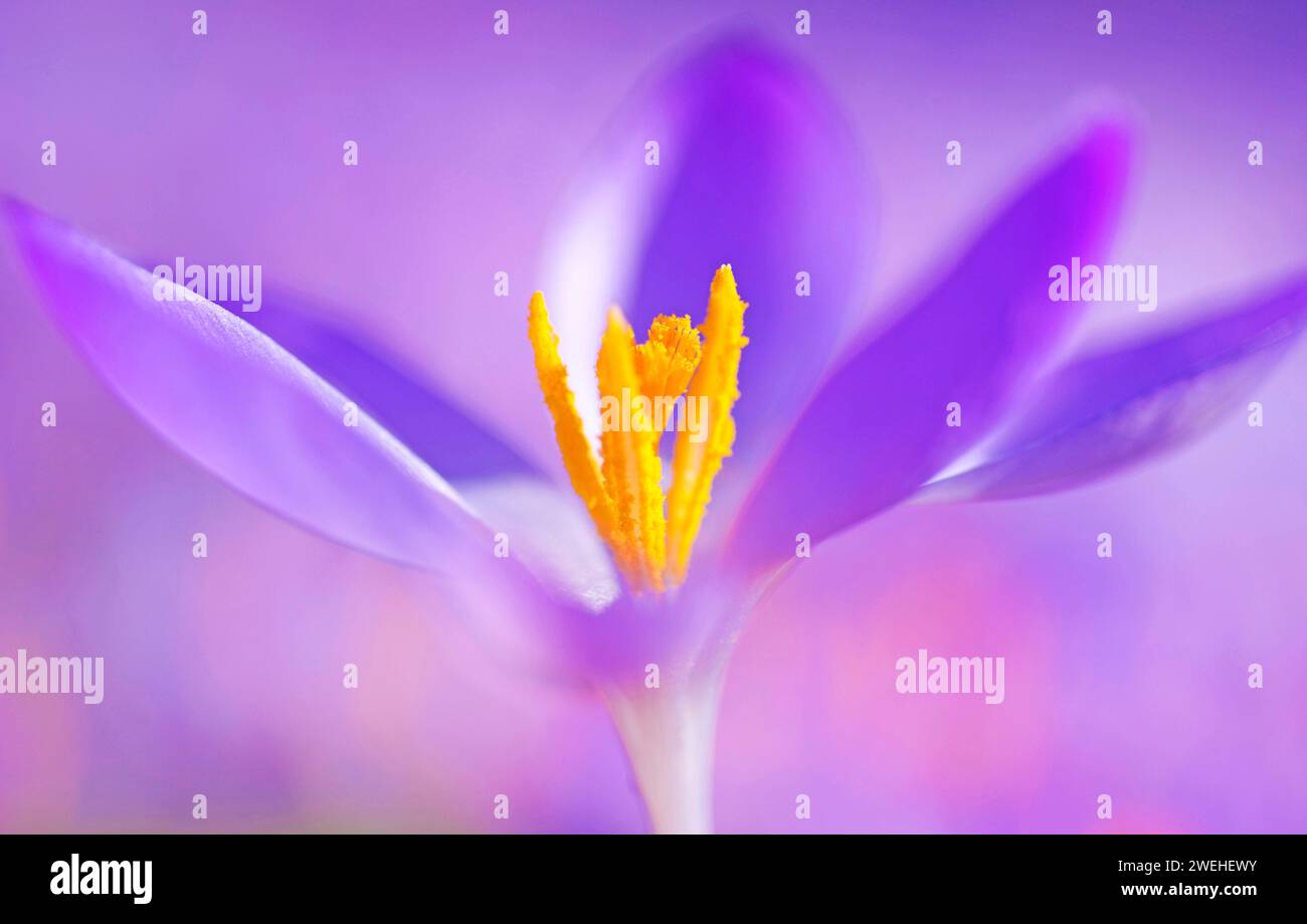 Großaufnahme mit gelbem Pollen eines Fliedergras (Crocus Vernus) Stockfoto