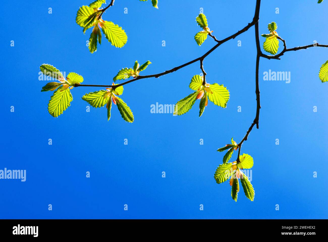 Ein Zweig mit sehr jungen Blättern einer gewöhnlichen Hainbuche (Carpinus betulus) im Frühfrühling Stockfoto