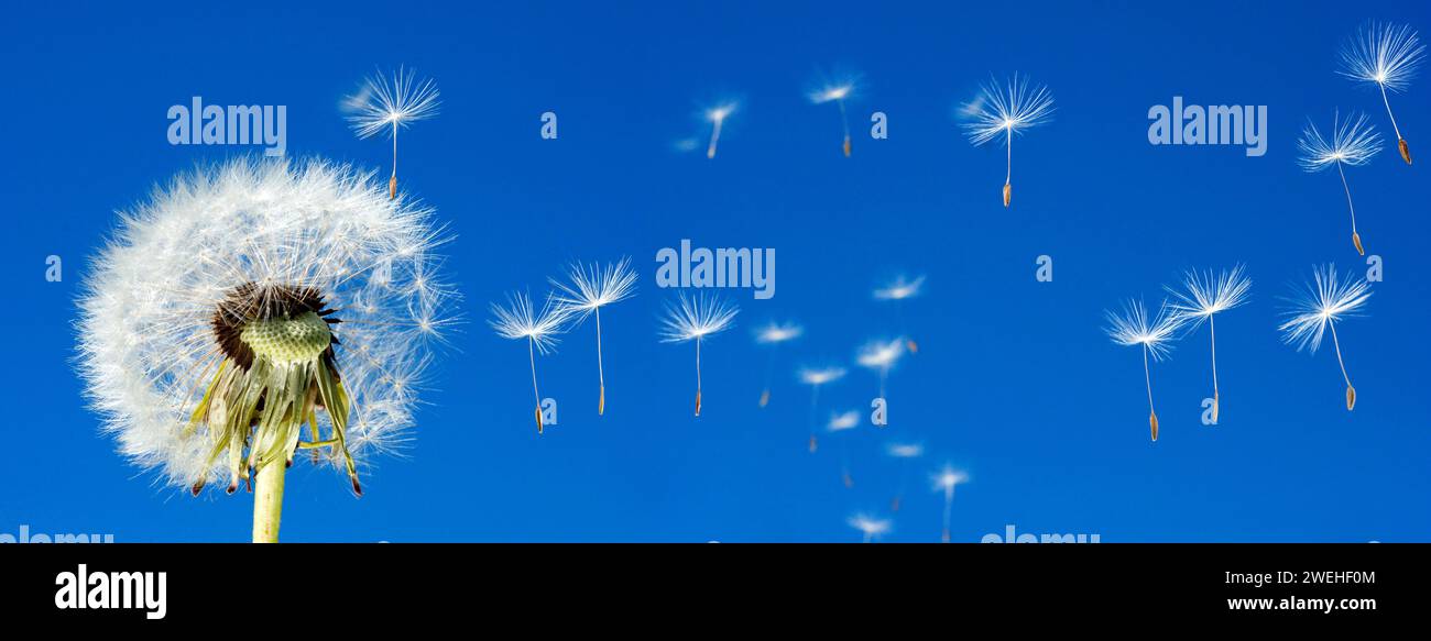 Nahaufnahme eines Blowballs (Taraxacum officinale), Samen, die am blauen Himmel davonfliegen Stockfoto