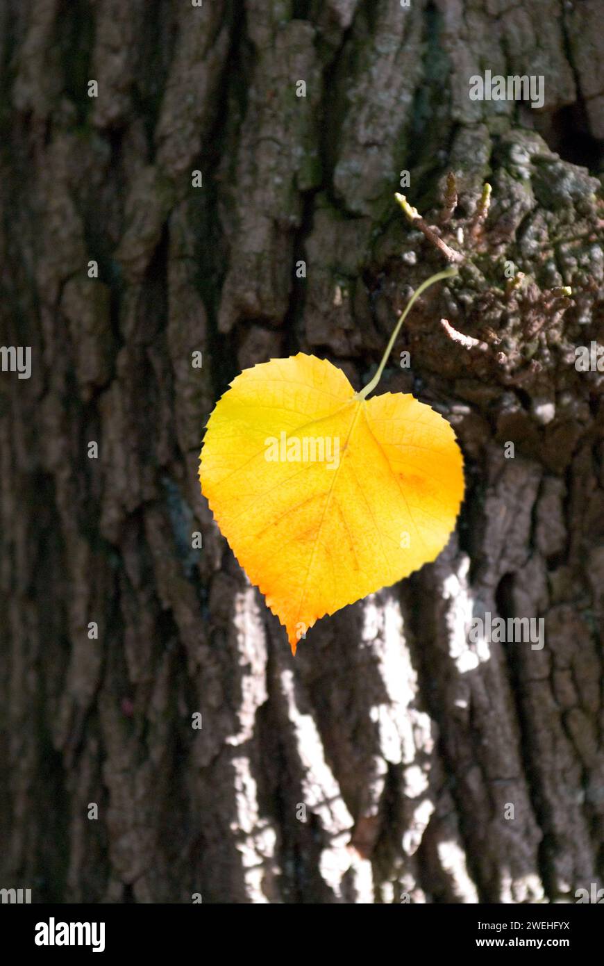 Herzförmiges gelbes Blatt einer Winterlinde, auch Herzlinde genannt (Tilia cordata) Herbst Stockfoto