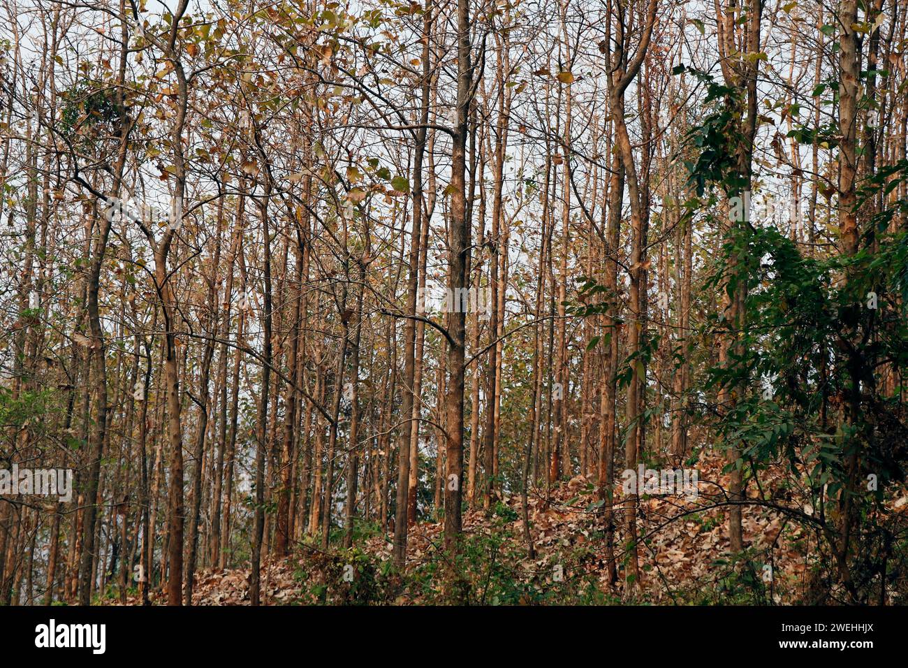 Landwirtschaftliche Teakbäume Wald in kerala indien im Sommer Stockfoto