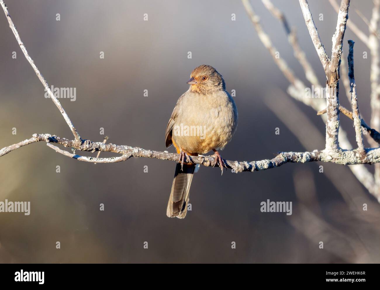 Kalifornien Towhee gehockt Stockfoto