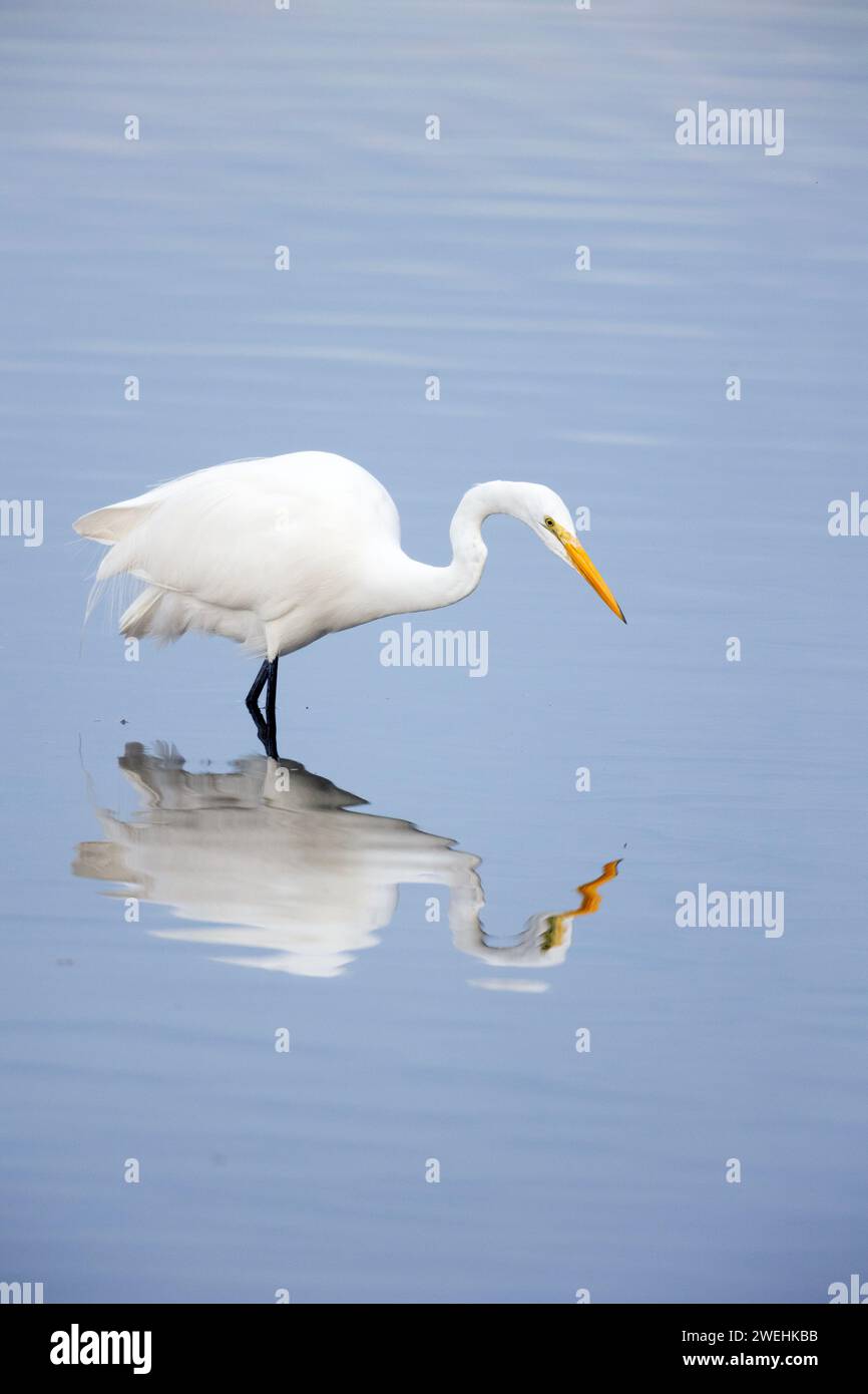 Großer Egret und Reflexion Stockfoto