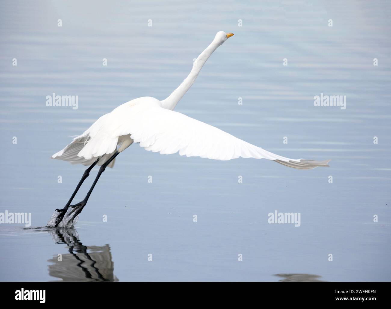 Großer Egret, der vom Wasser absteigt Stockfoto