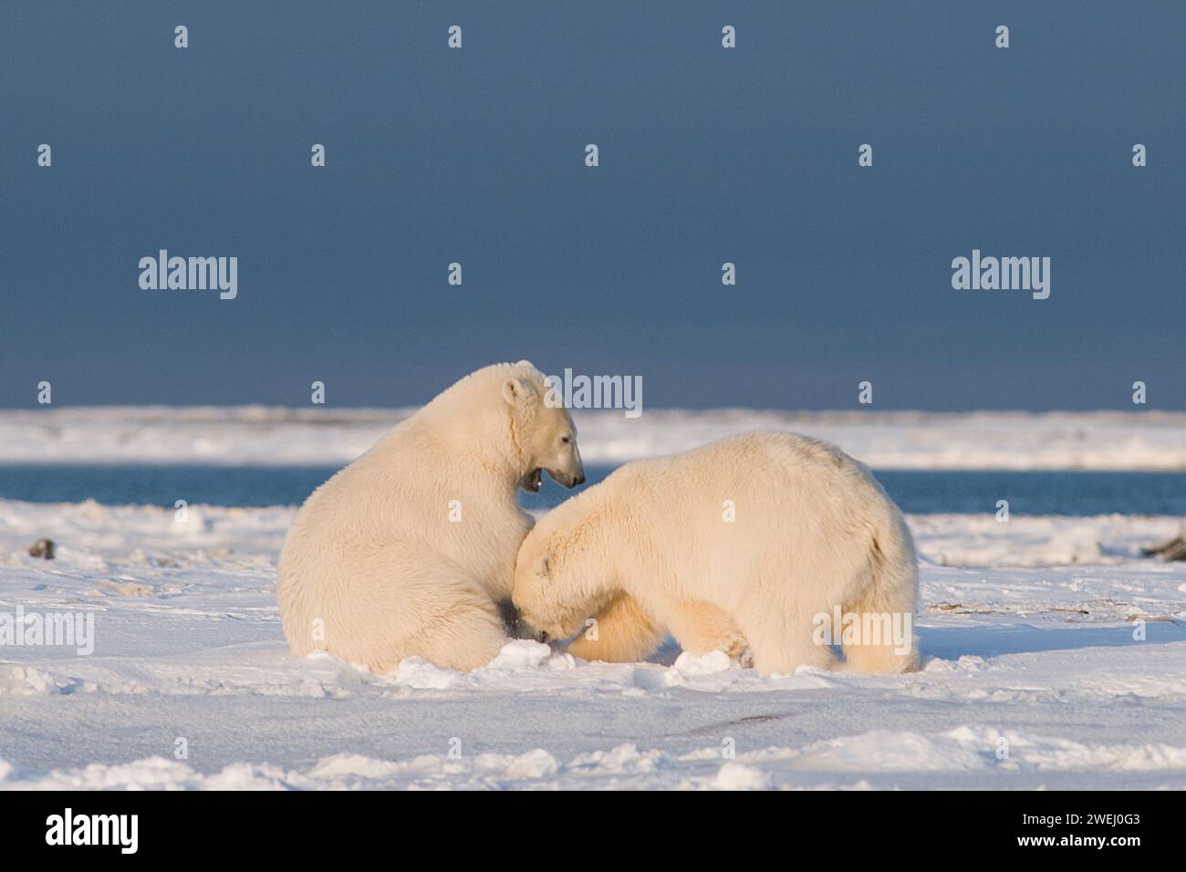 Eisbären, Ursus maritimus, Jungen, die auf dem neu gebildeten Packeis herumspielen, um sich selbst zu kratzen oder zu pflegen, 1002 Gebiet des ANWR Alaska Stockfoto