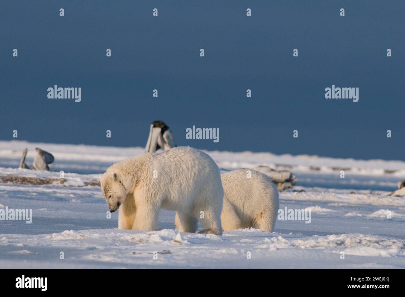 Eisbären, Ursus maritimus, Sau Cub spielt auf dem neu gebildeten Packeis, um sich selbst zu kratzen oder zu pflegen, 1002 Gebiet des ANWR Alaska Stockfoto