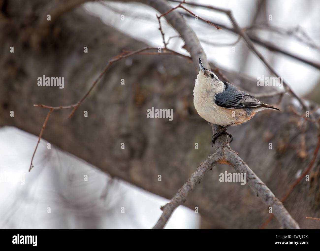 Charmante Weißbrust Nuthatch (Sitta carolinensis), die die Wälder der Ramble im Central Park, New York City, erkunden. Eine reizvolle Begegnung mit Stockfoto