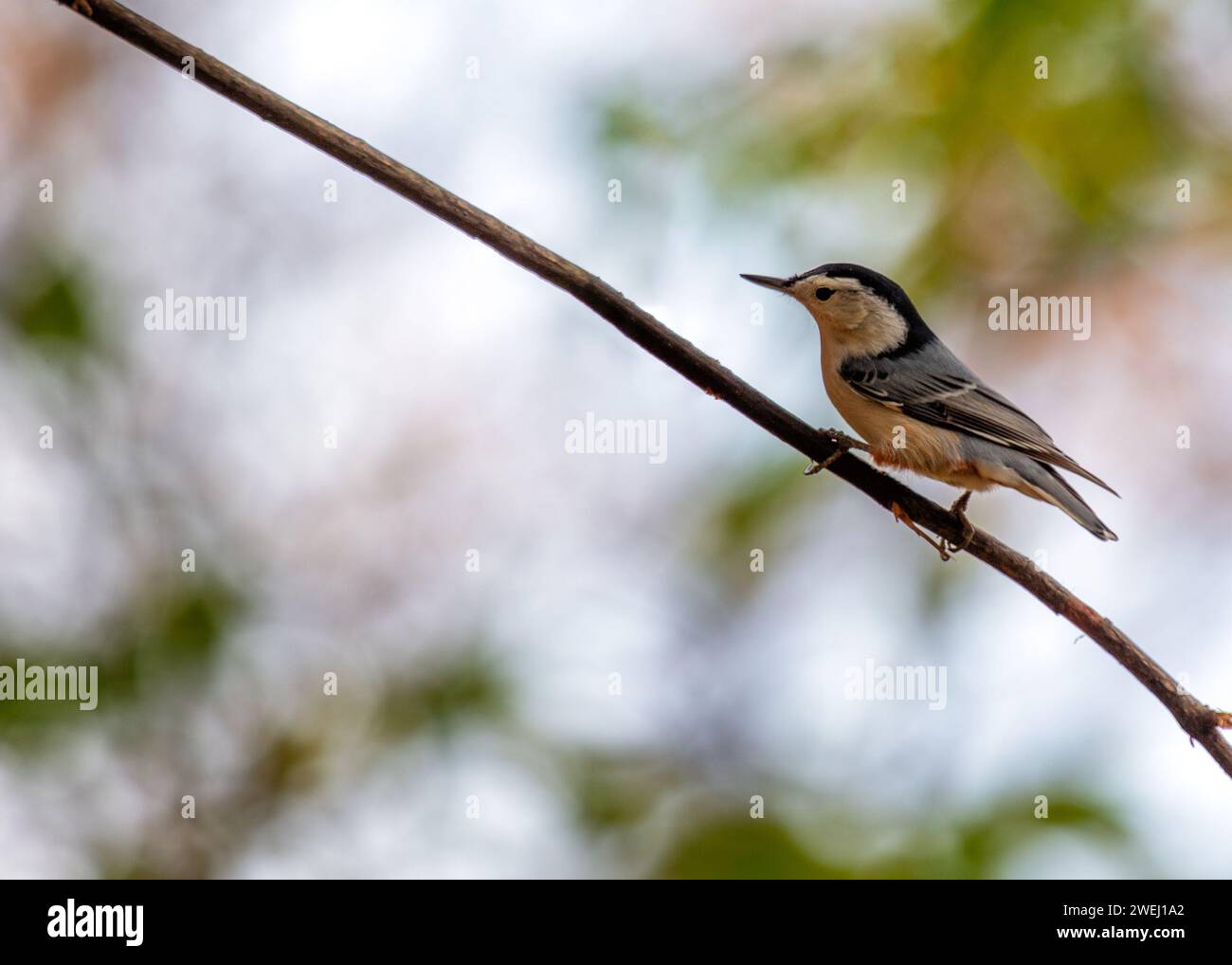 Charmante Weißbrust Nuthatch (Sitta carolinensis), die die Wälder der Ramble im Central Park, New York City, erkunden. Eine reizvolle Begegnung mit Stockfoto