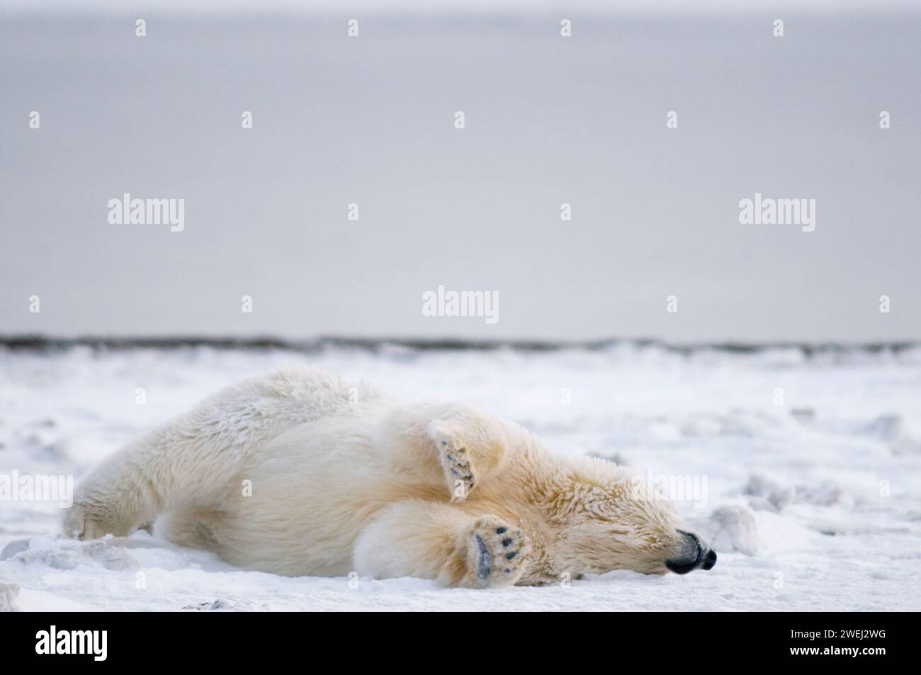 Ein junger Eisbär, Ursus maritimus, rollt auf dem neu gebildeten Packeis herum, um sich selbst zu kratzen oder zu pflegen, 1002 Gebiet des Arctic National Wil Stockfoto