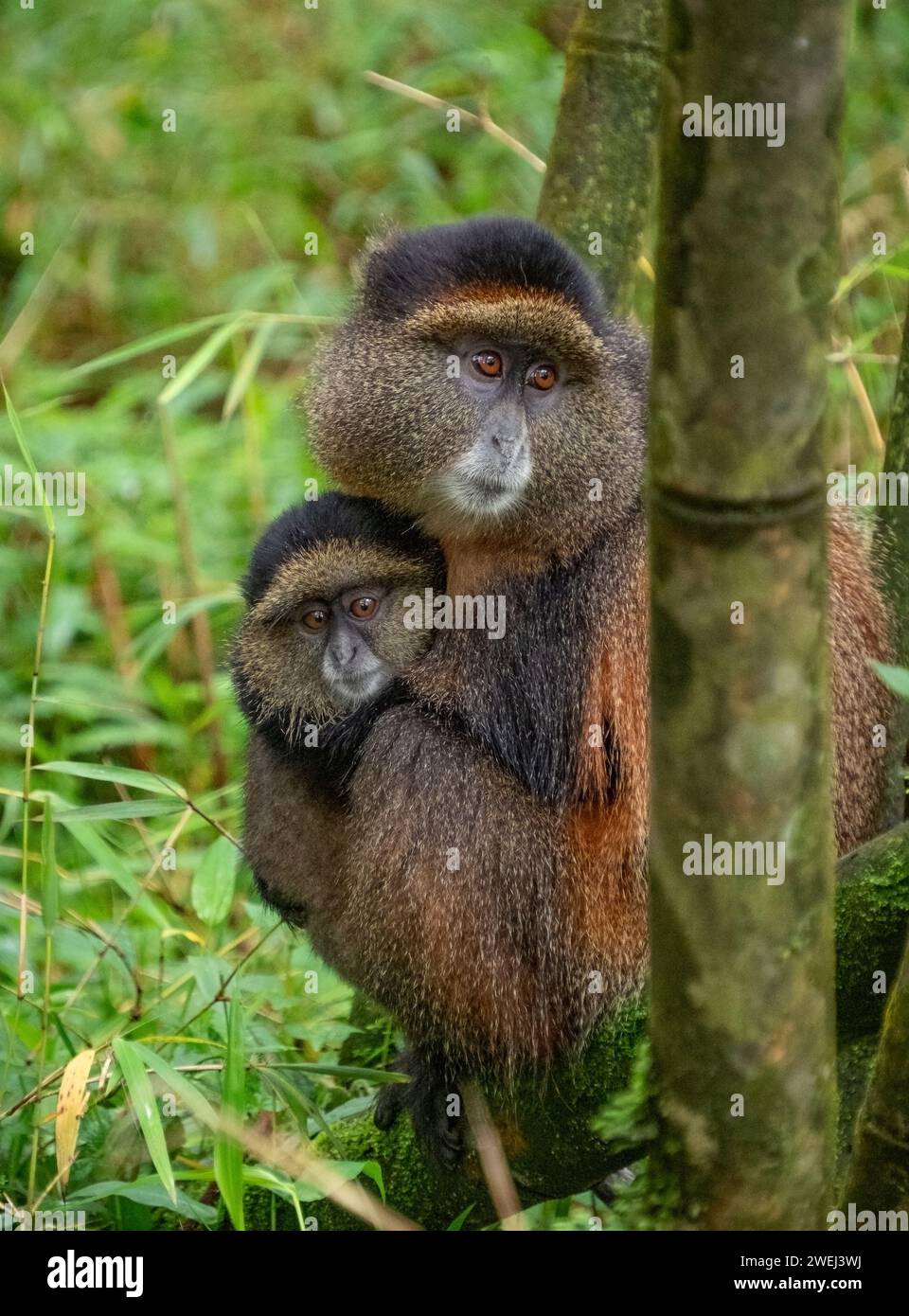 Volcanoes National Park in Ruanda an den Hängen des Mount Sabyinyo: Truppen von goldenen Affen. Stockfoto