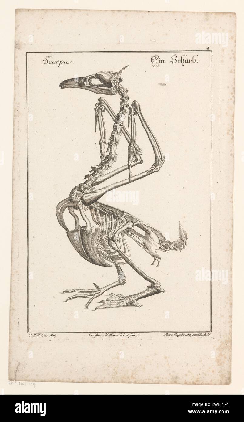 Skelett eines Kormorans, Christian Hallbaur, 1735 Druckpapier, das Wasservögel graviert Stockfoto