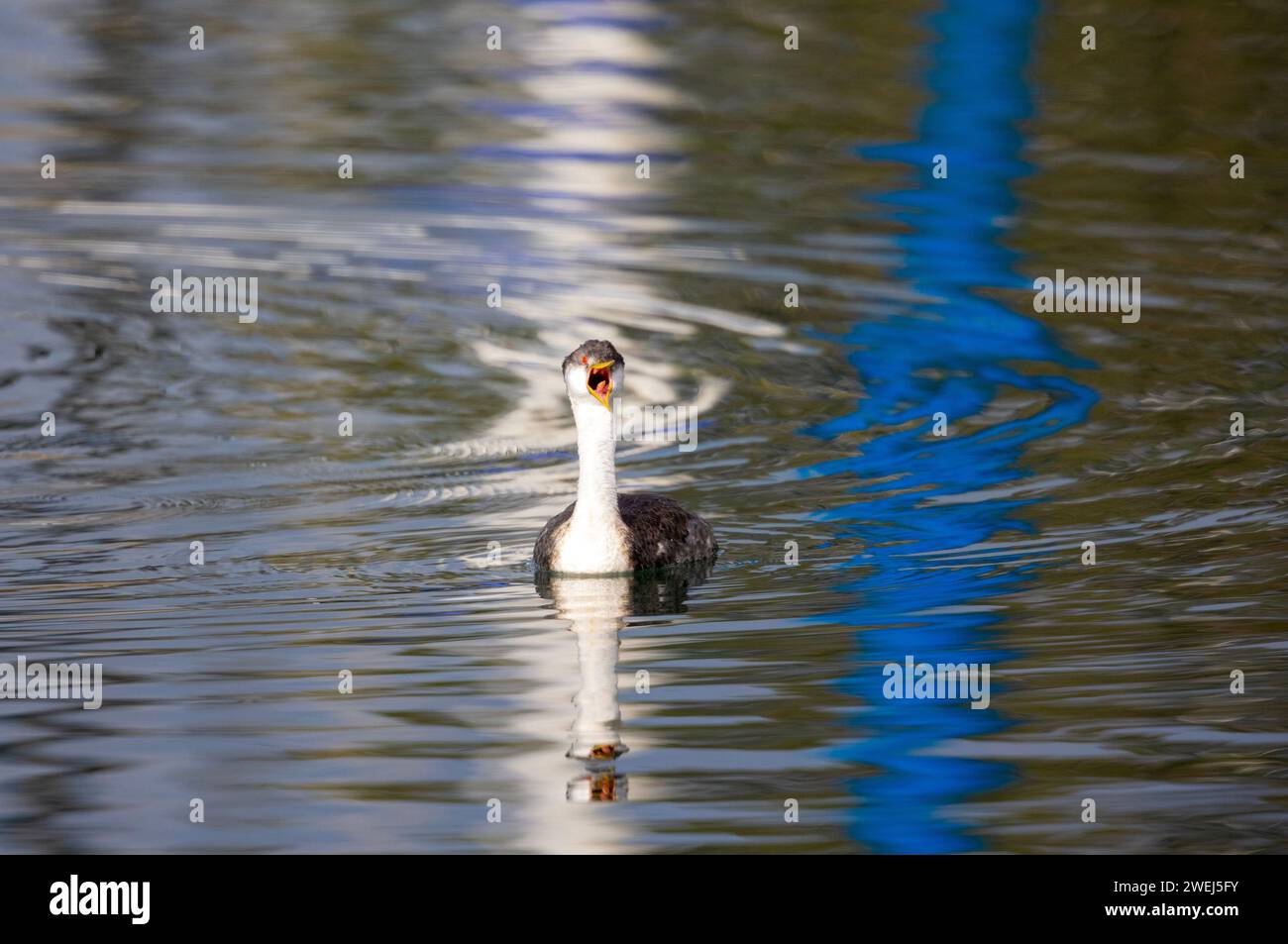 Western Grebe Beak Wide Open Zeigt Zunge Stockfoto