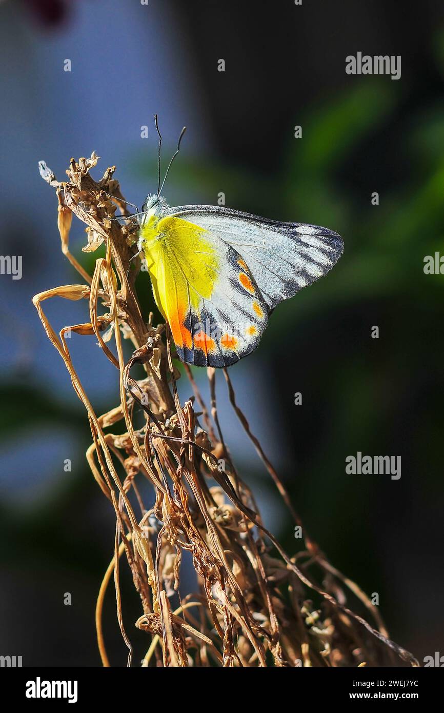 Ein gelber Schmetterling Delias Periboea steht auf einem Zweig des Baumes mit verschwommenem Hintergrund Stockfoto