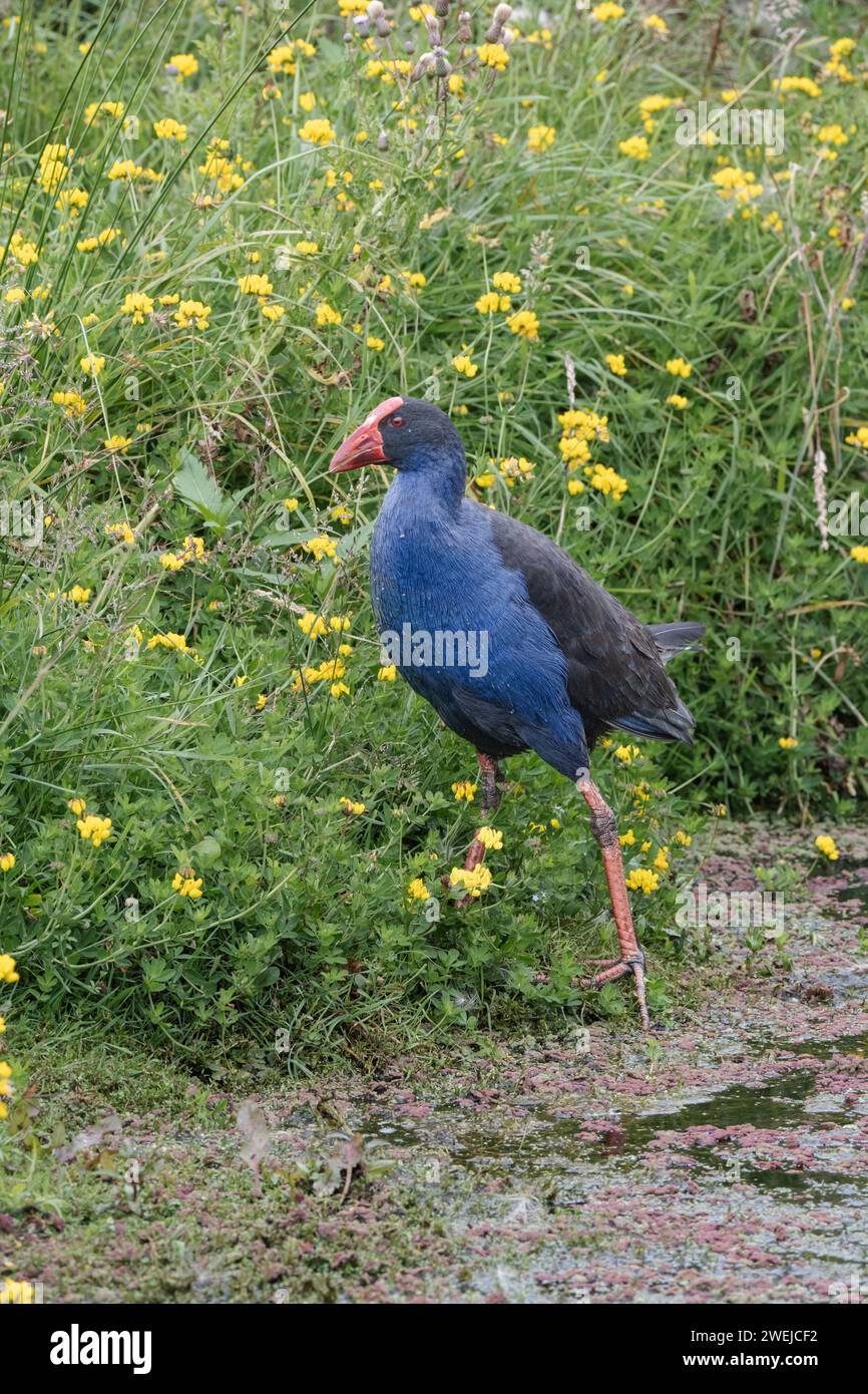 Ein pukeko, der durch das dichte Unterholz des Feuchtgebietes wandert. Stockfoto